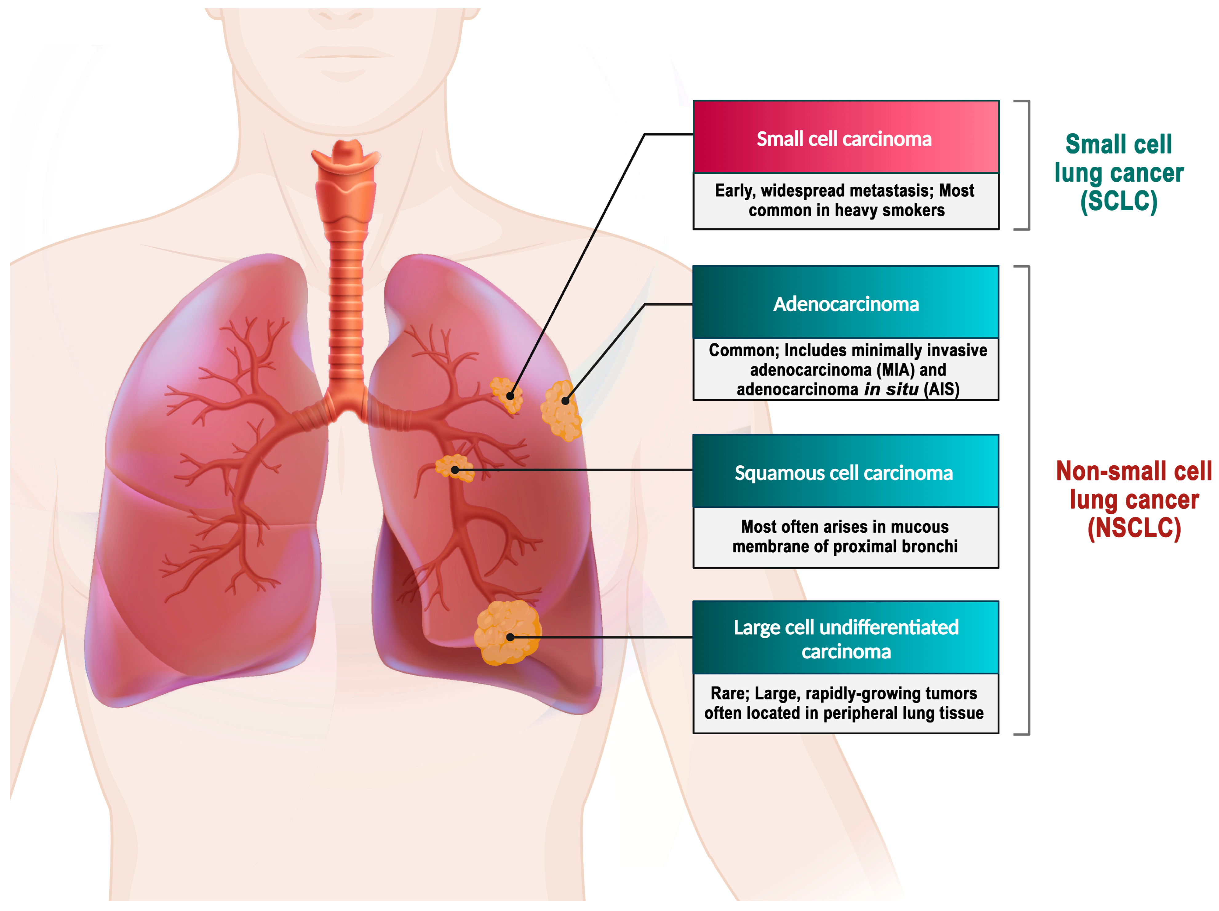Biomedicines 12 00123 g002