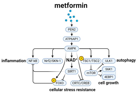 Biomedicines 12 00127 g003
