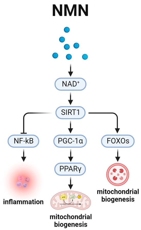 Biomedicines 12 00127 g005