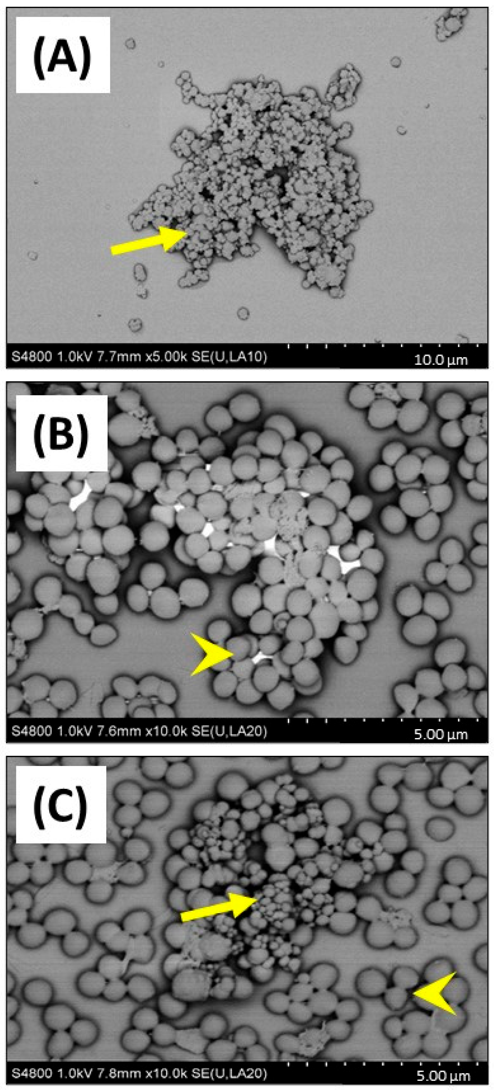 Biomedicines 12 00128 g005 Biomedicines 12 00128 g005