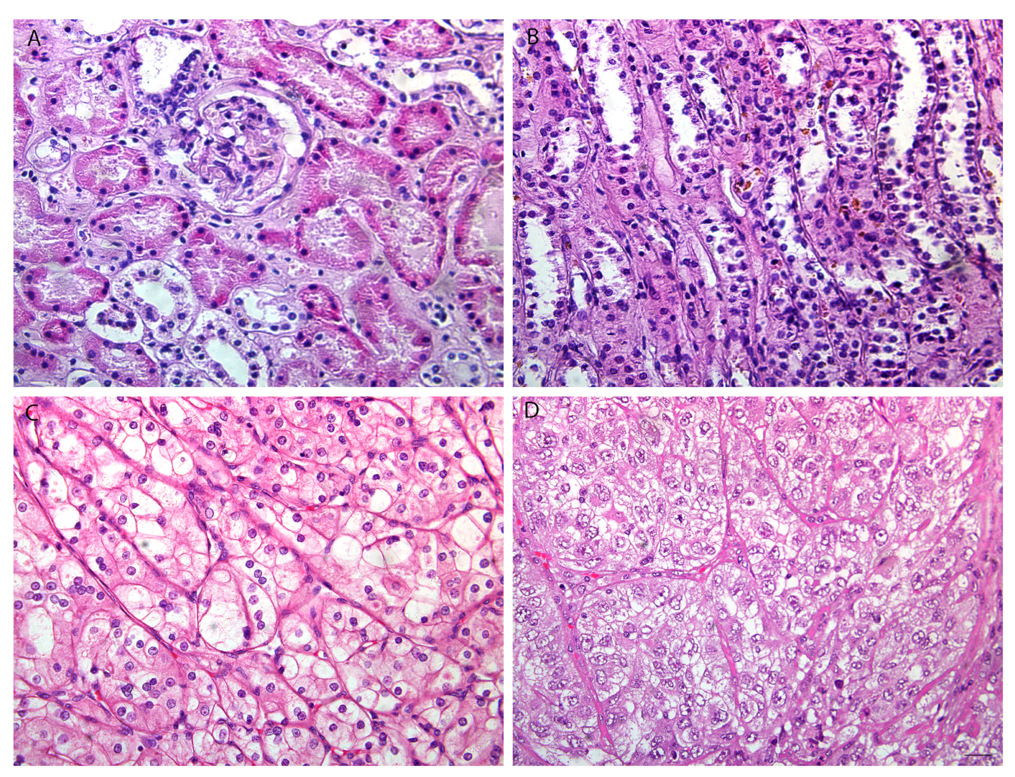 Biomedicines 12 00149 g001 Biomedicines 12 00149 g001