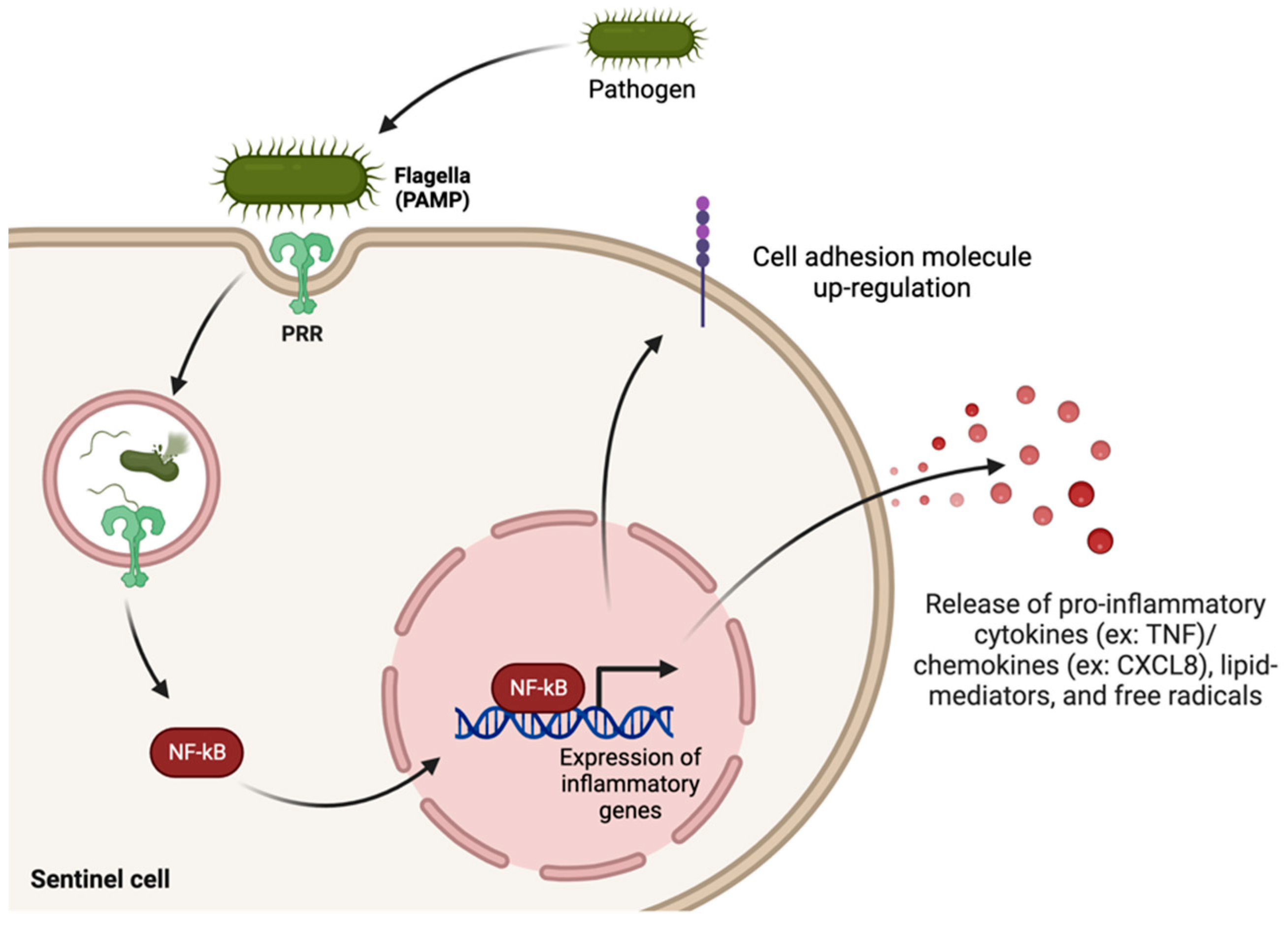 Biomedicines 12 00175 g002 Biomedicines 12 00175 g002