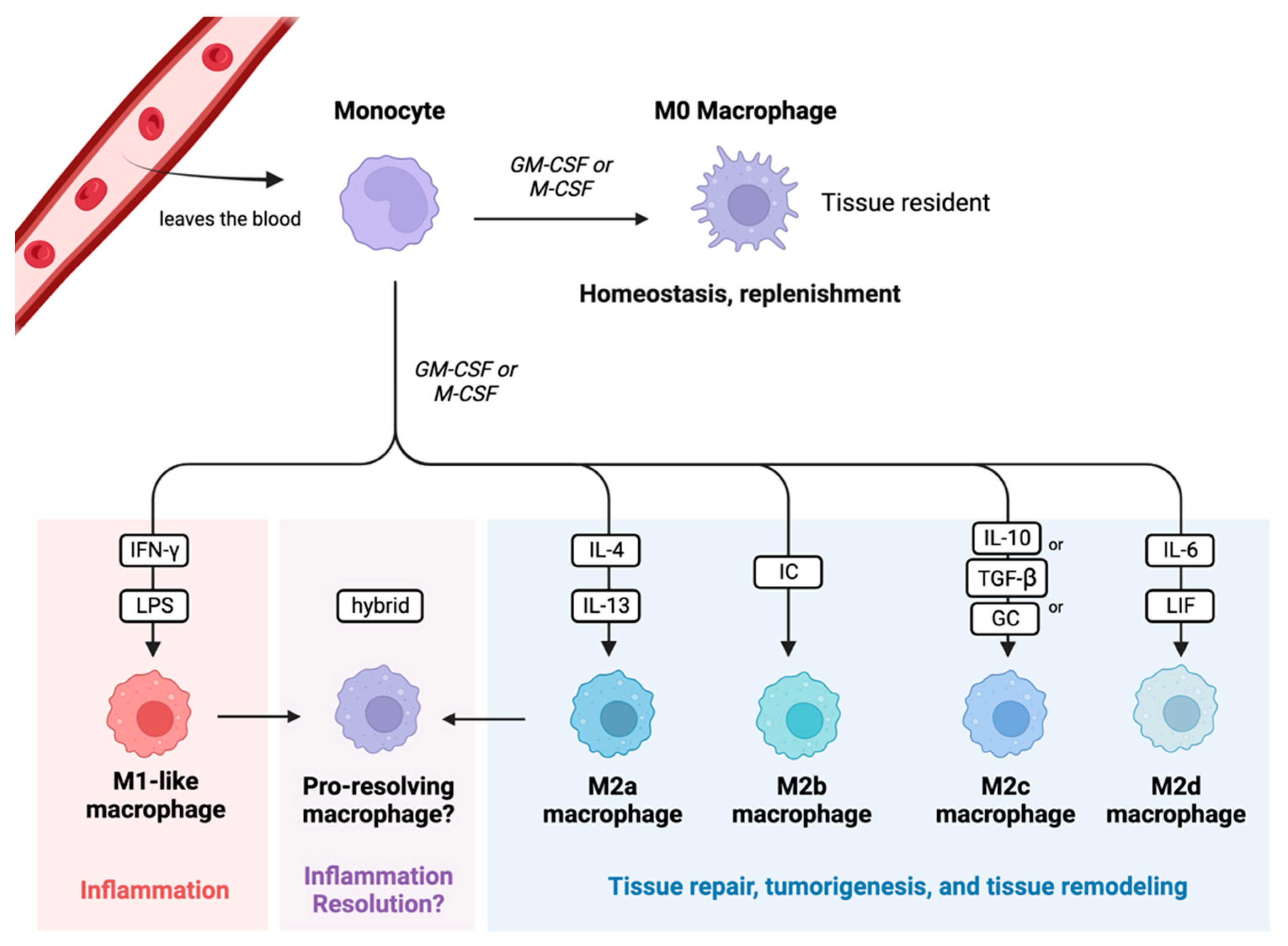 Biomedicines 12 00175 g005 Biomedicines 12 00175 g005