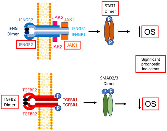 Biomedicines 12 00191 g008