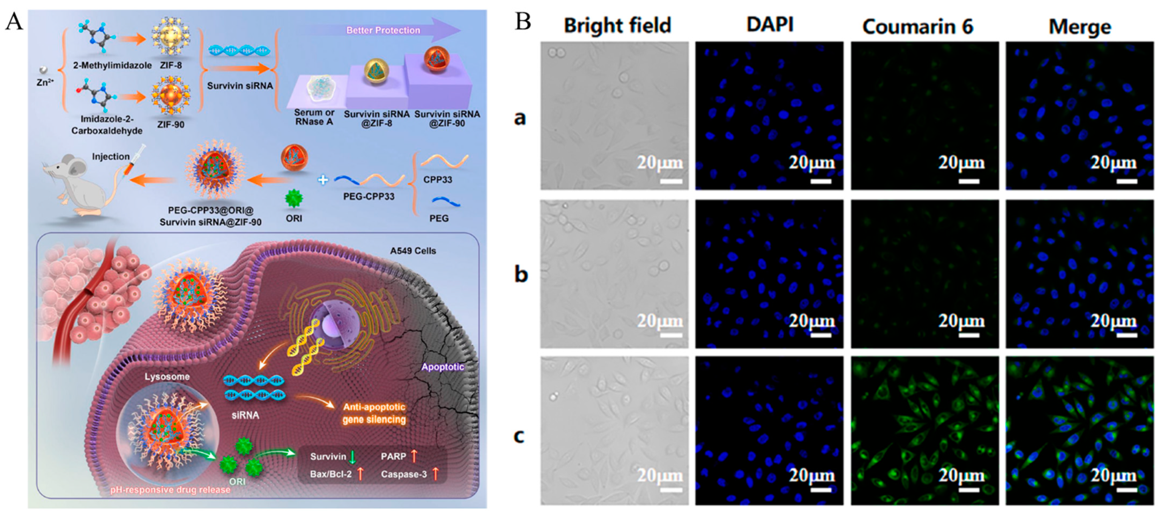 Biomedicines 12 00202 g002
