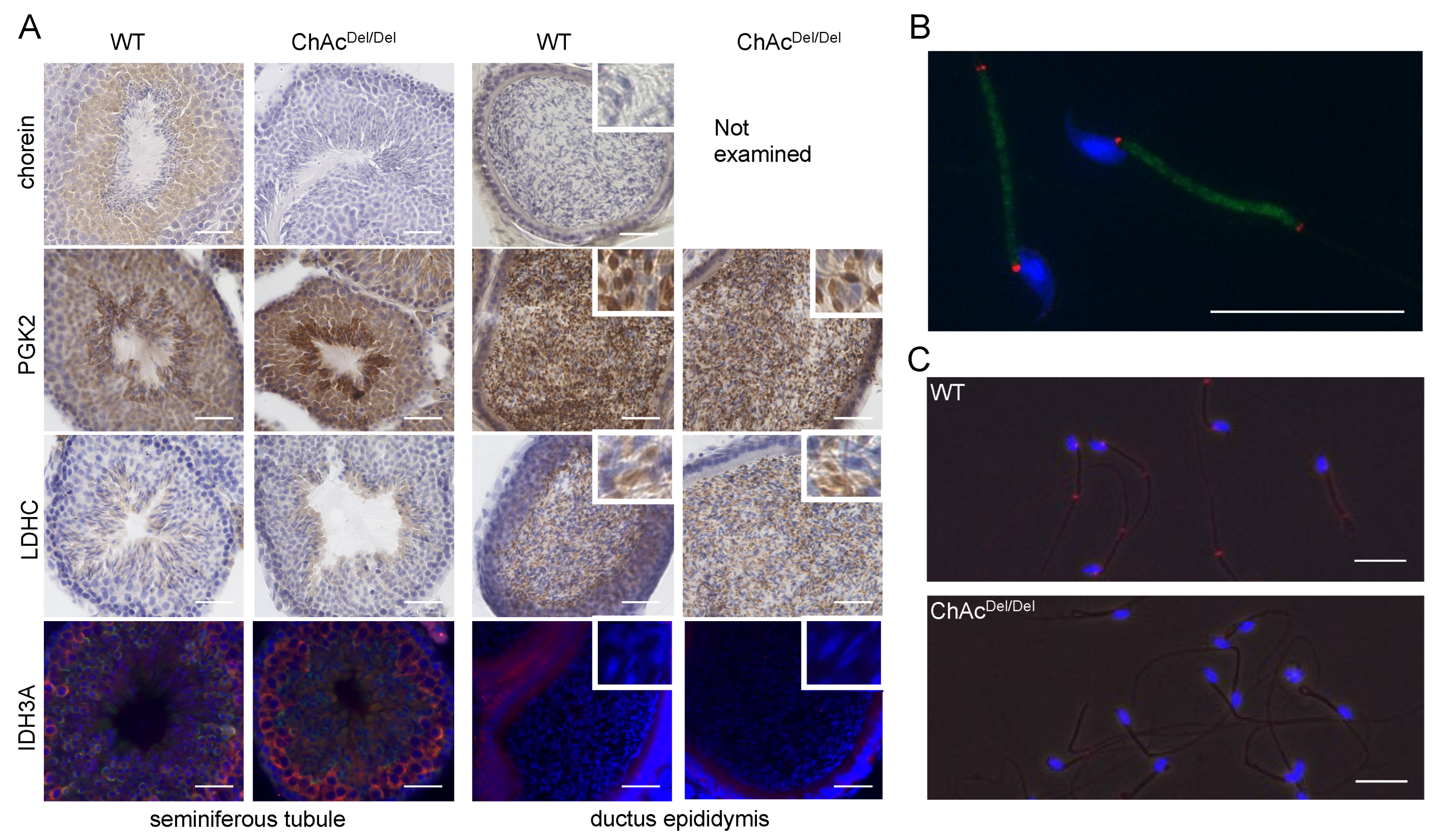 Biomedicines 12 00240 g005