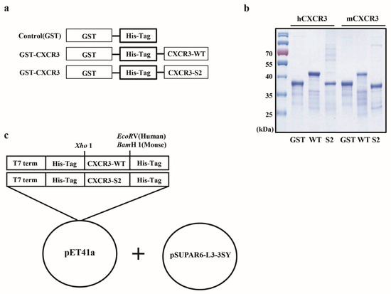 Biomedicines 12 00241 g001