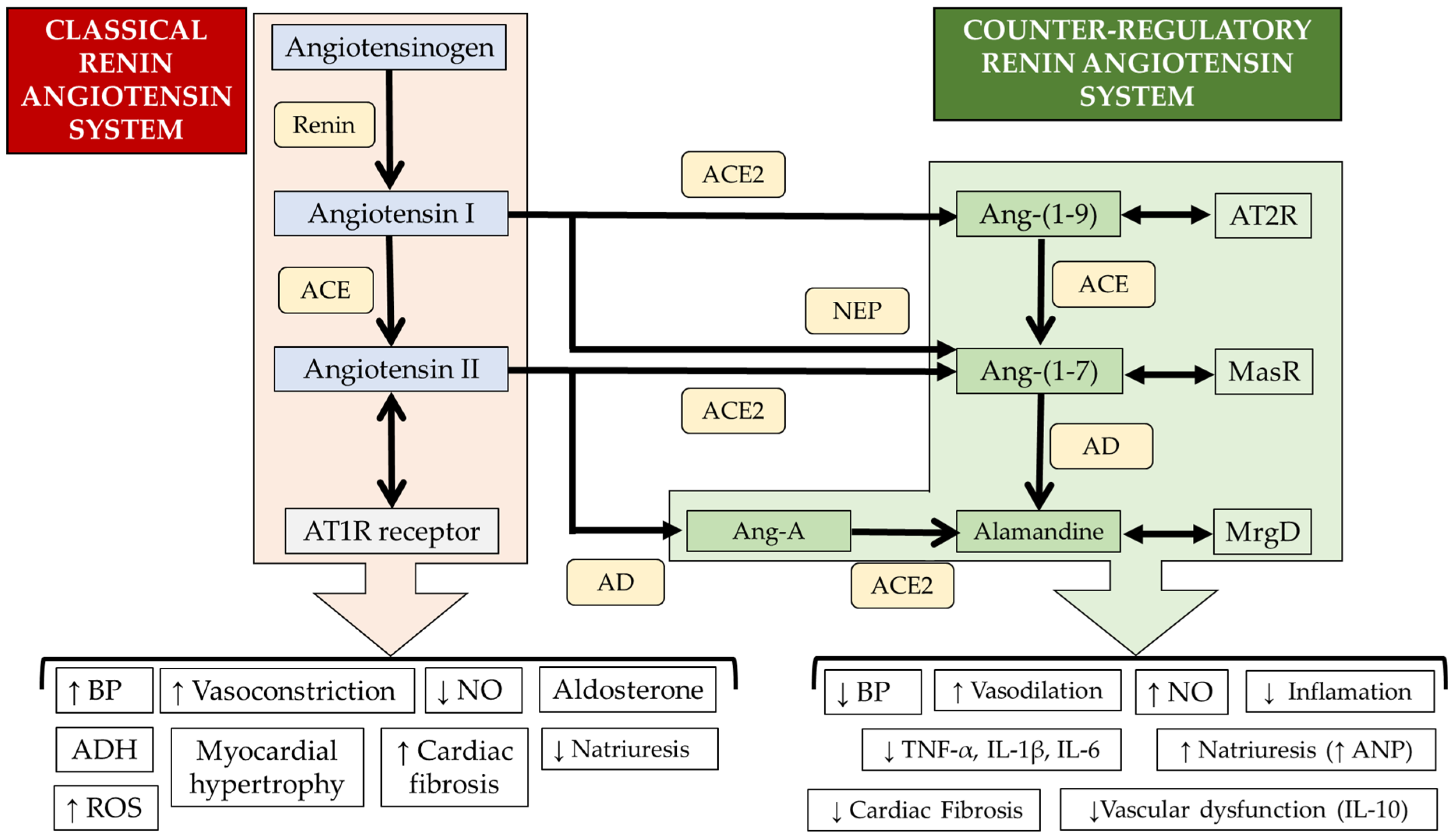 Biomedicines 12 00255 g002