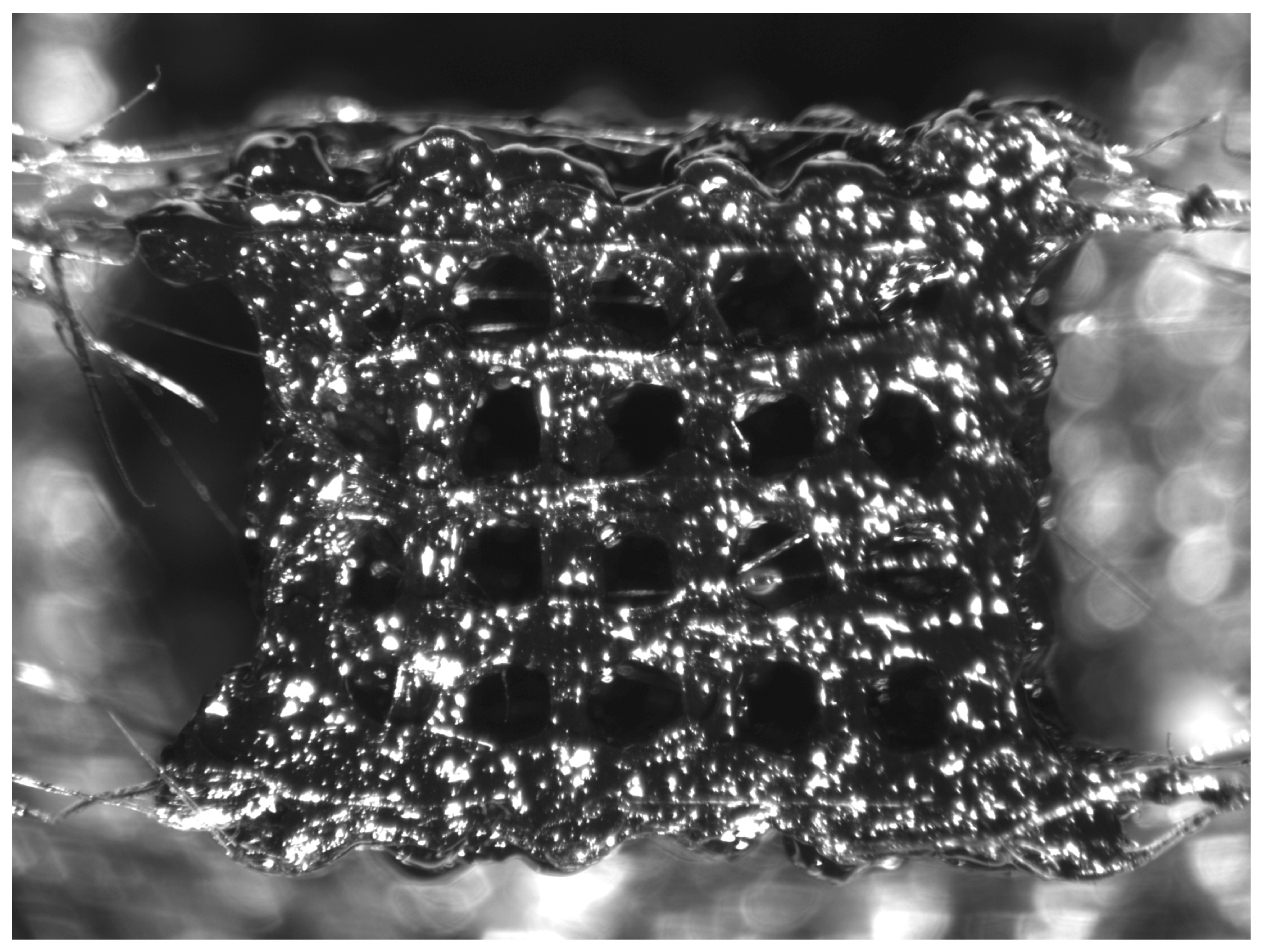 Biomedicines 12 00261 g001