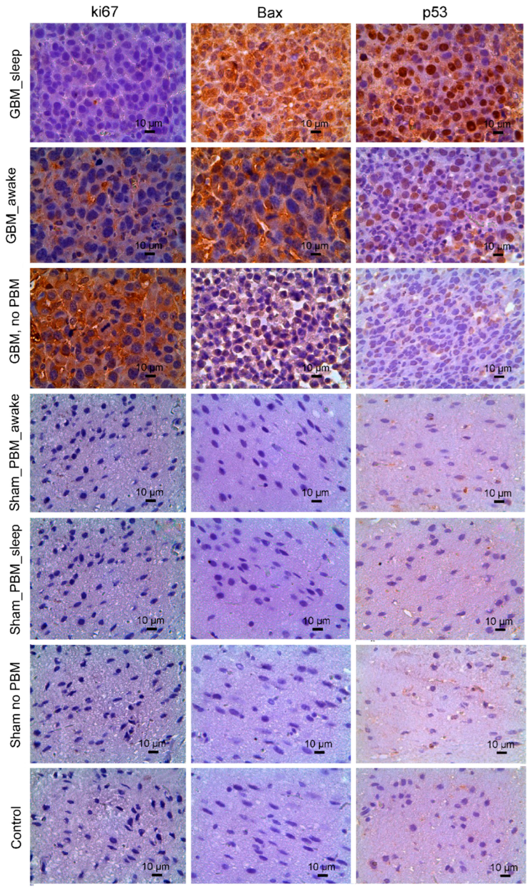Biomedicines 12 00262 g002