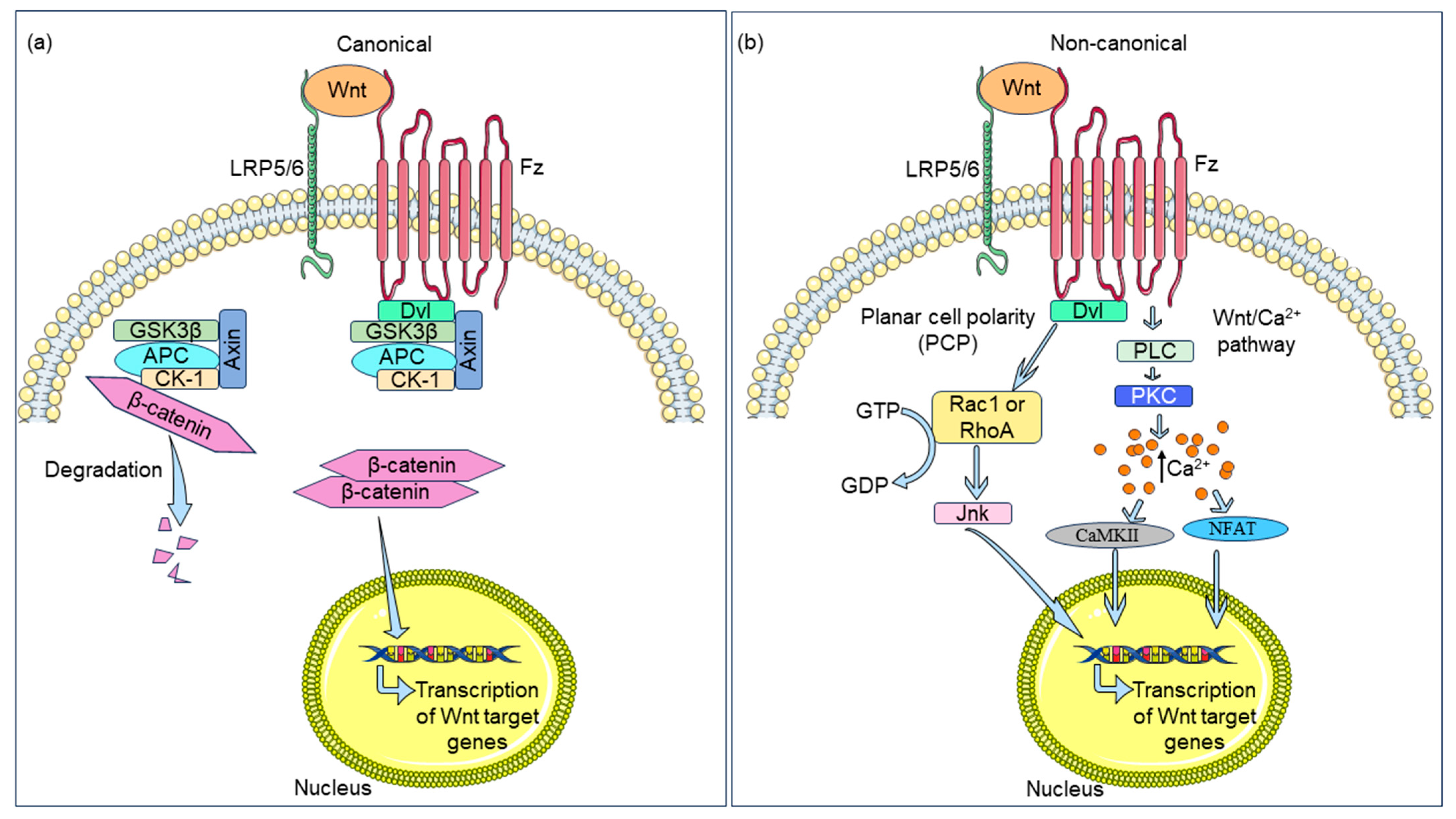 Biomedicines 12 00276 g001