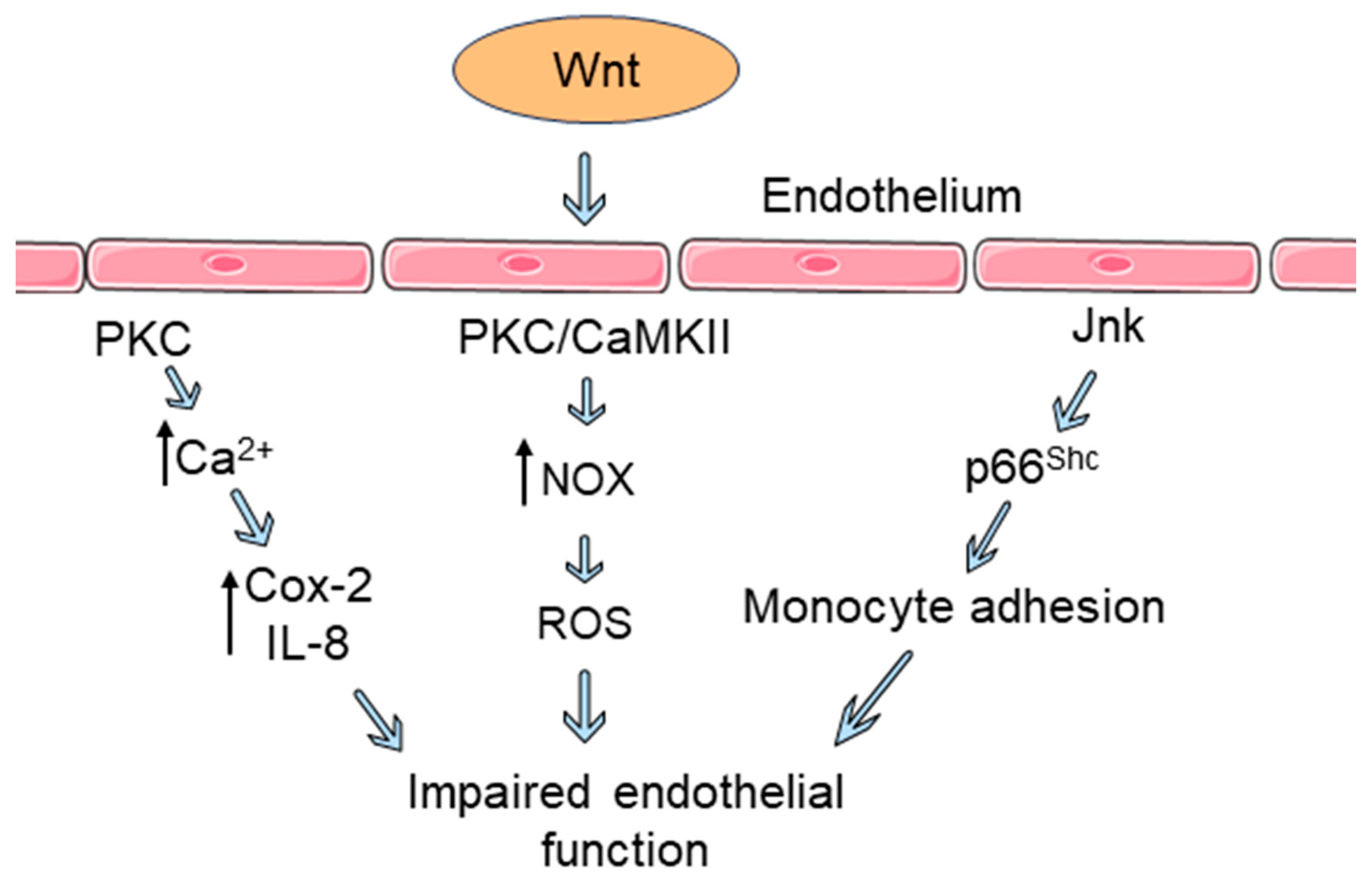 Biomedicines 12 00276 g002