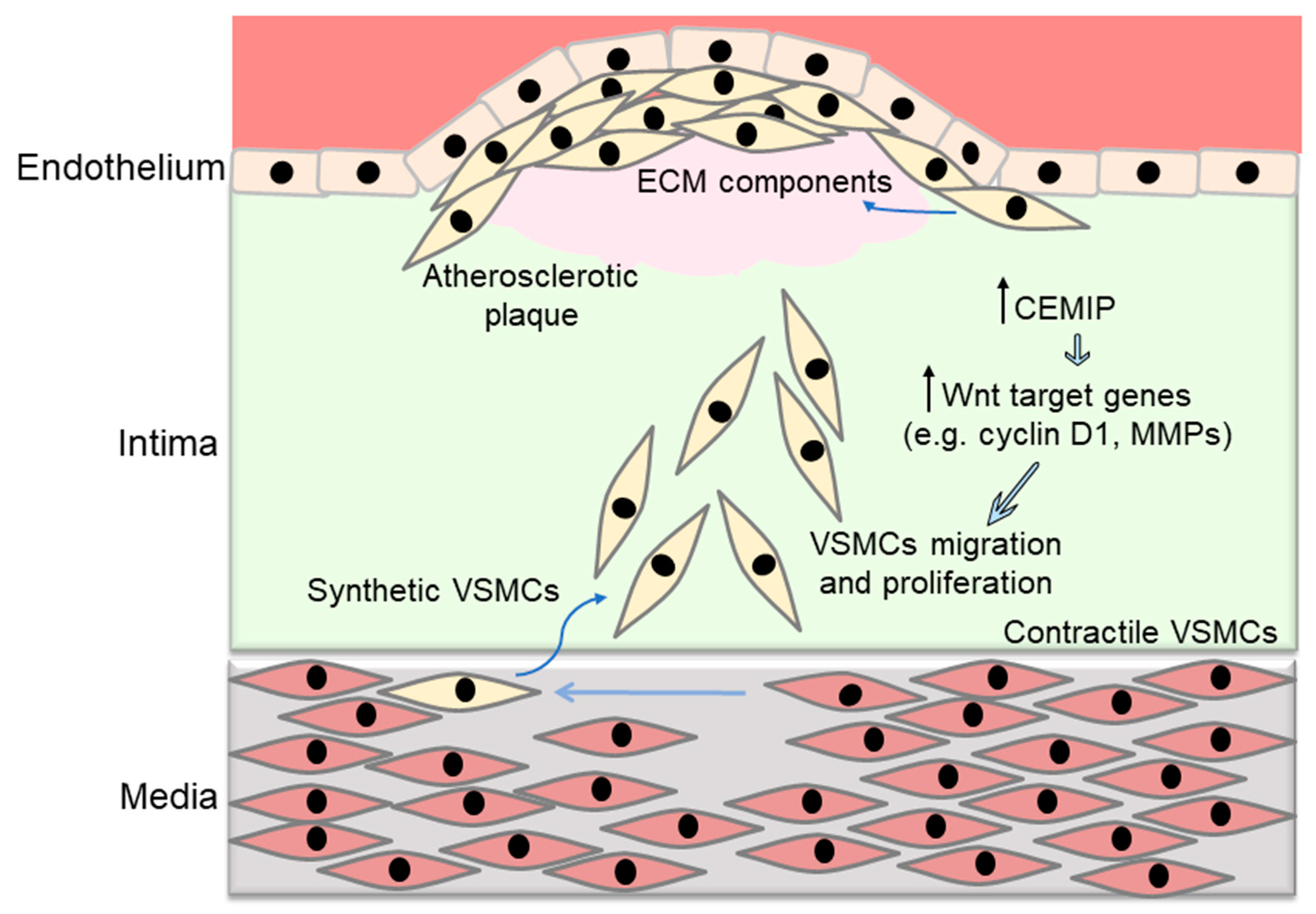 Biomedicines 12 00276 g003
