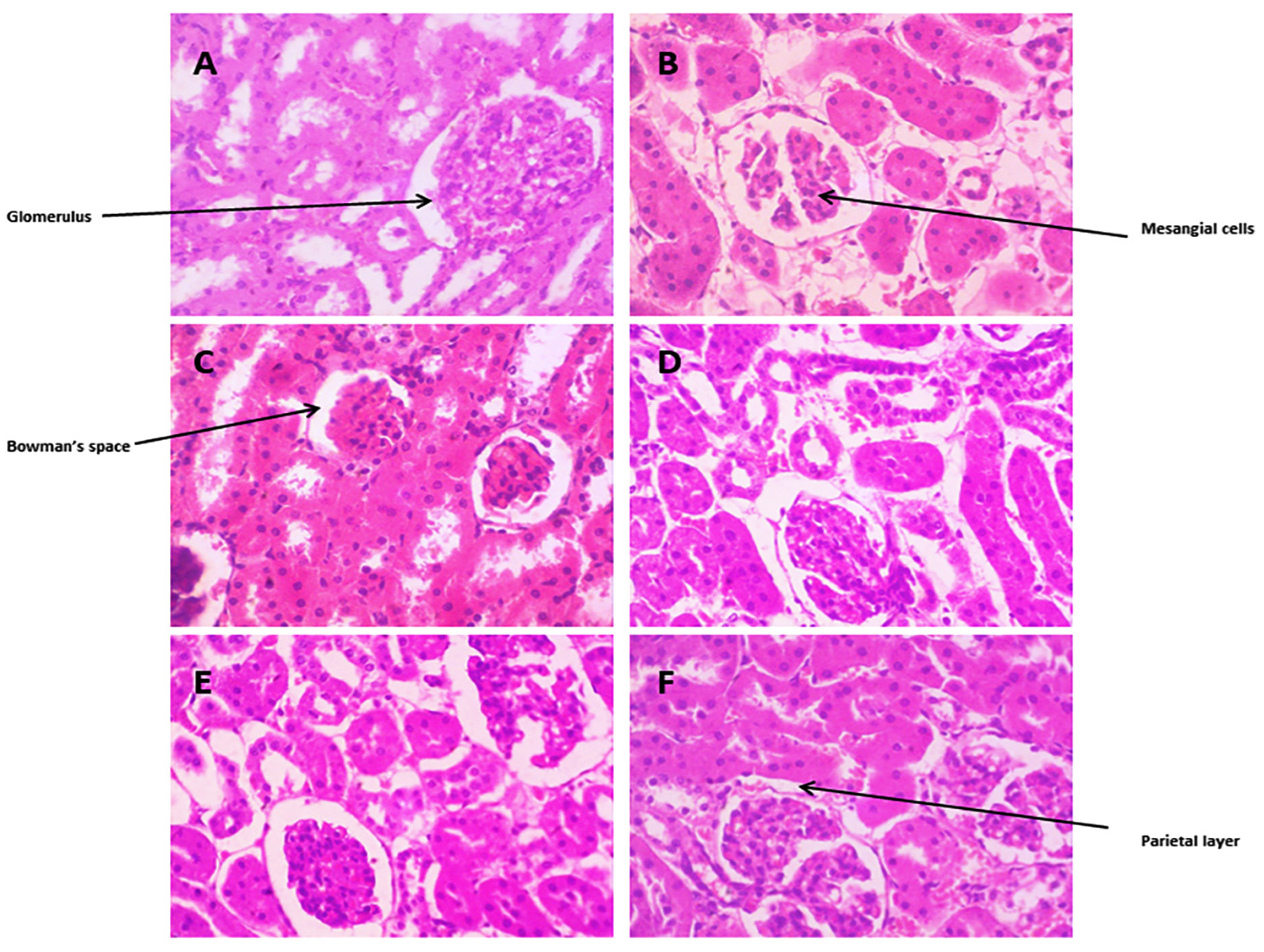 Biomedicines 12 00279 g008