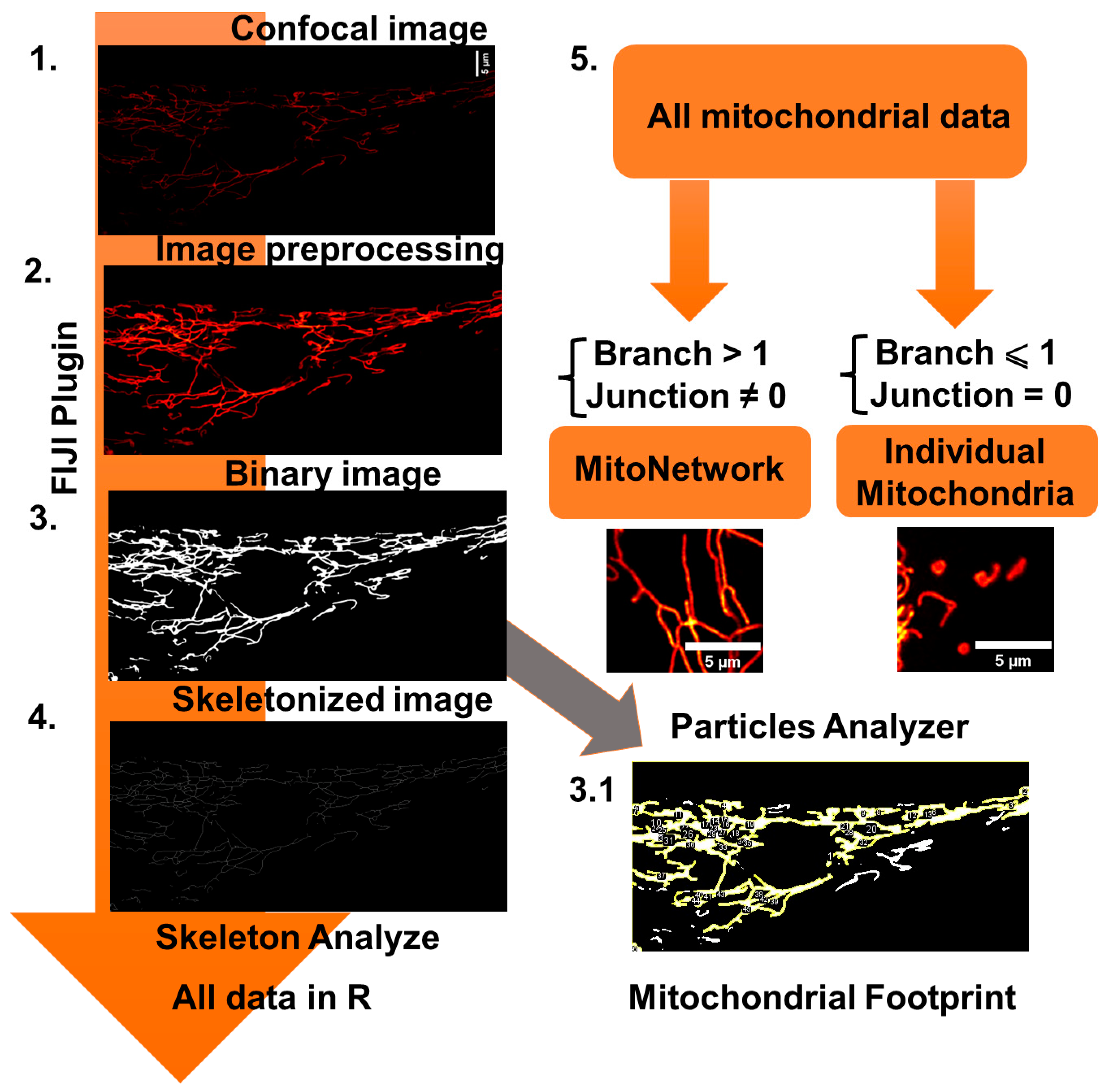Biomedicines 12 00282 g002
