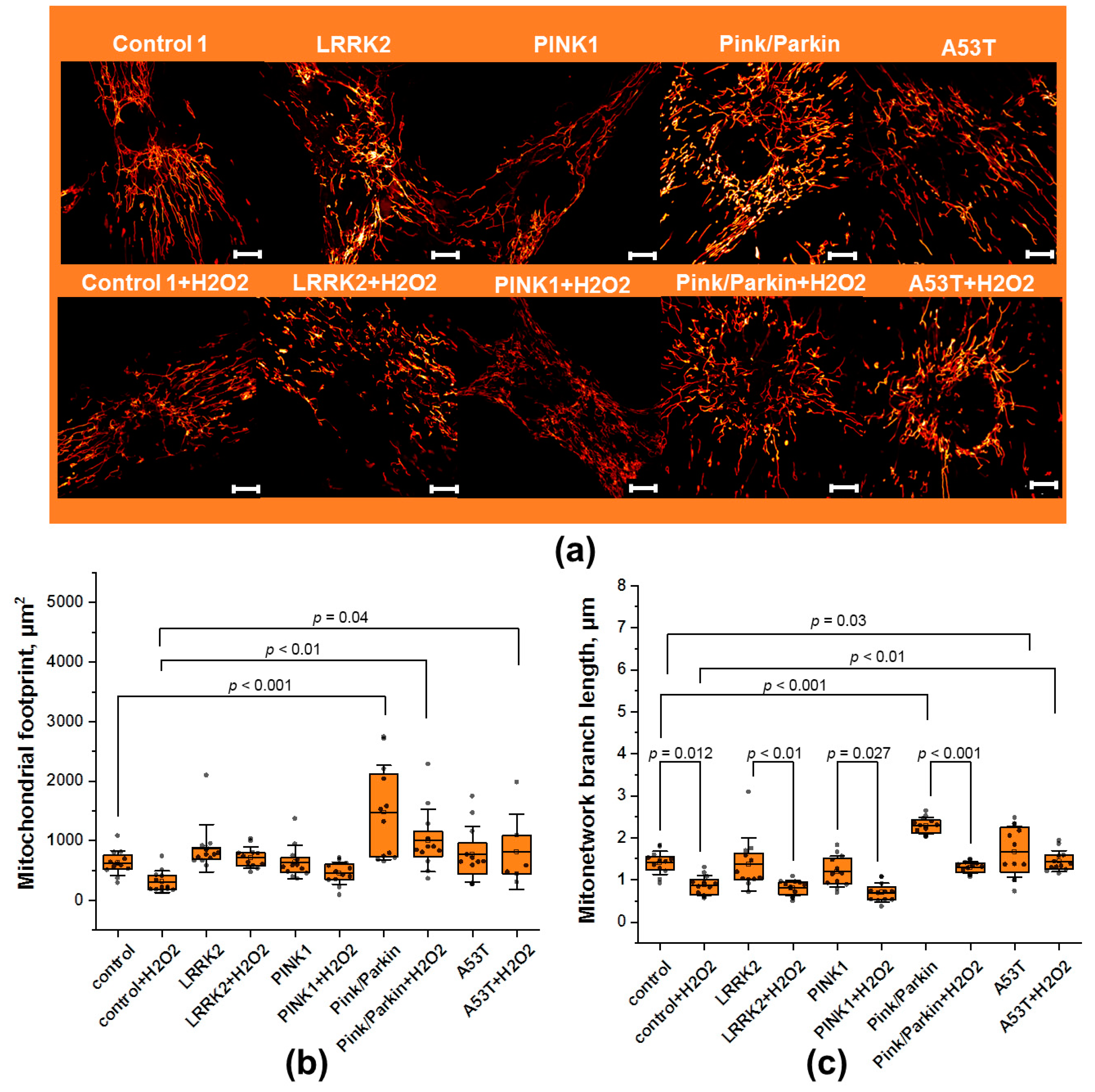 Biomedicines 12 00282 g003