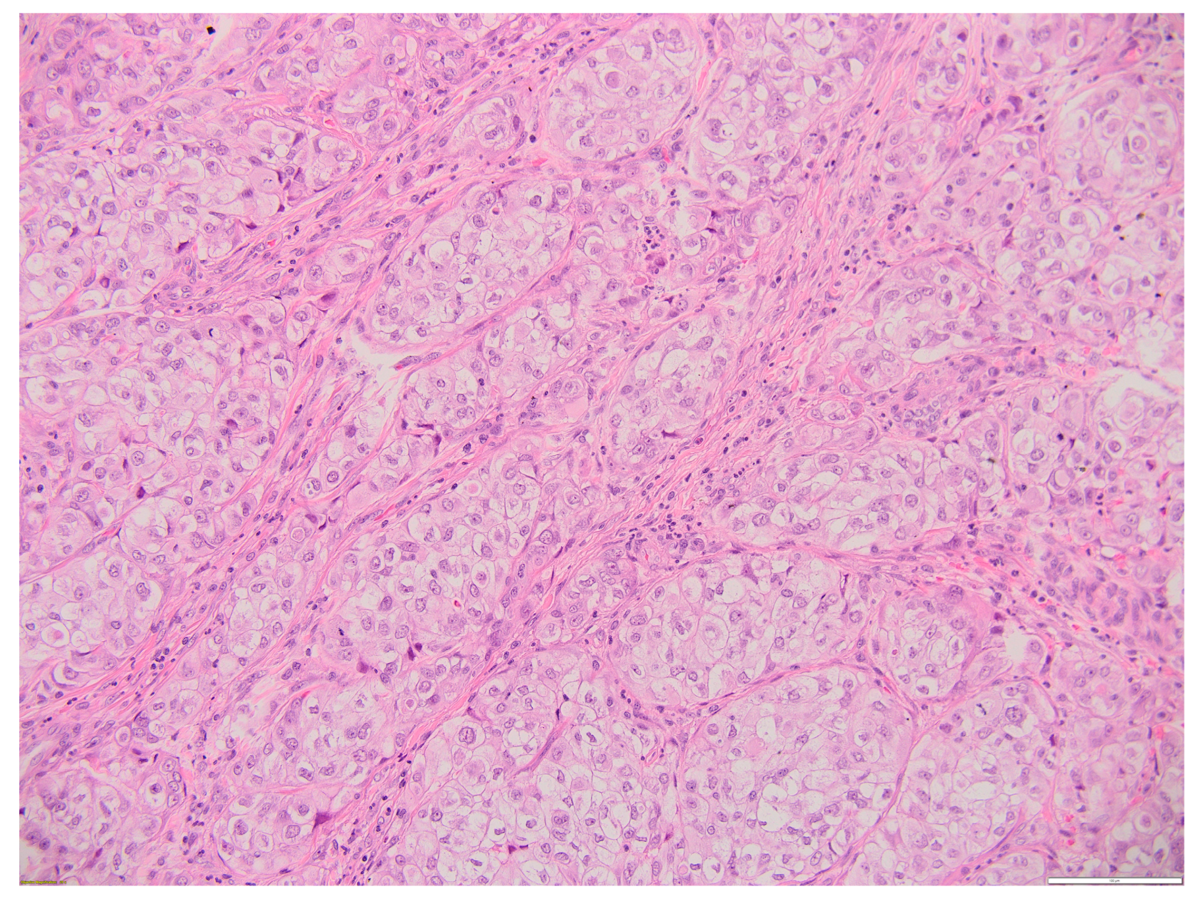 Biomedicines 12 00285 g005 Biomedicines 12 00285 g005