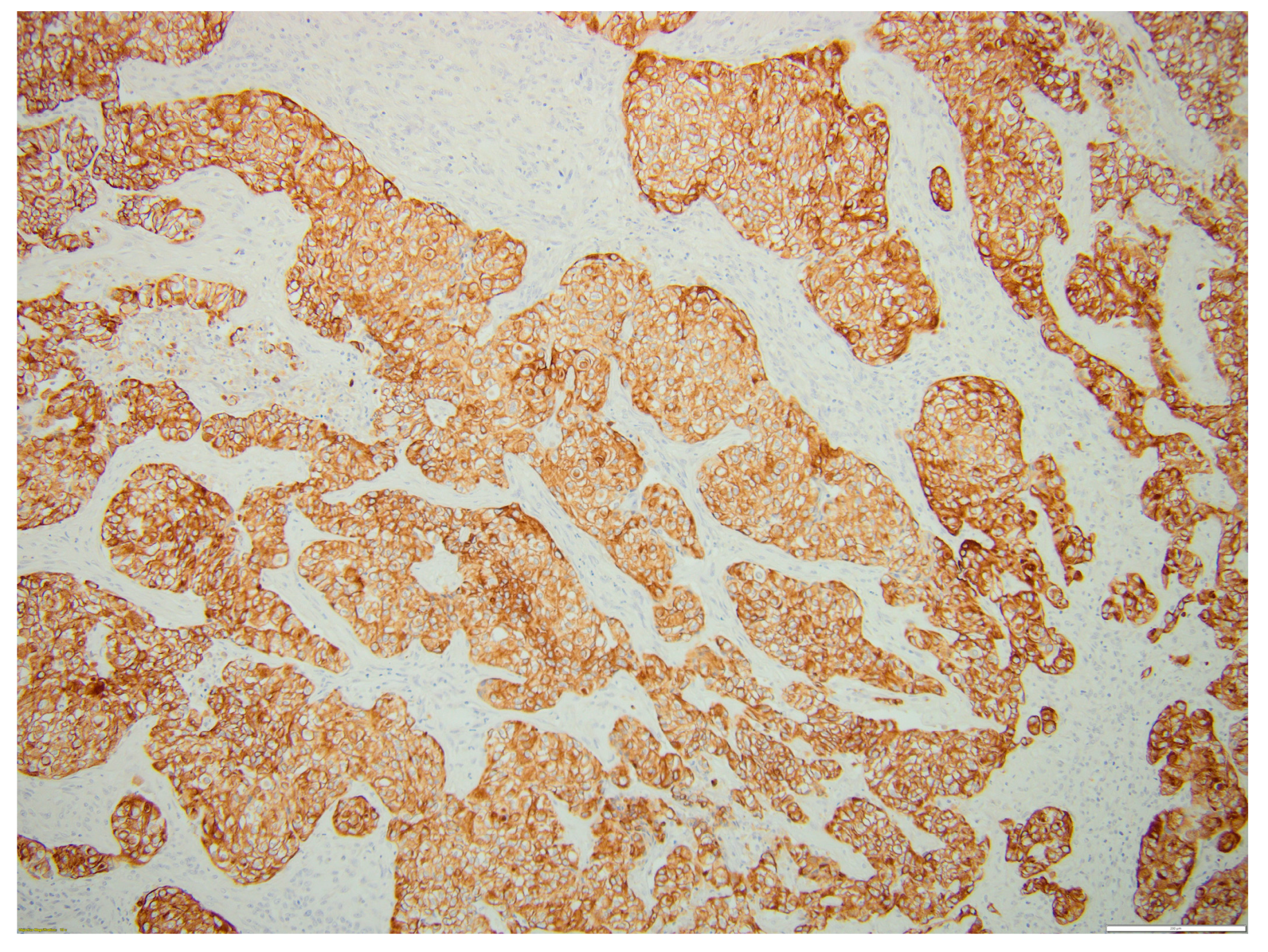 Biomedicines 12 00285 g006 Biomedicines 12 00285 g006