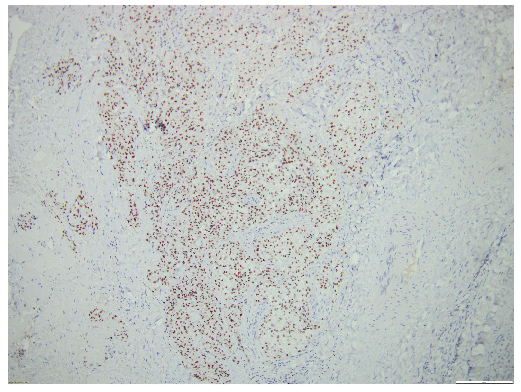 Biomedicines 12 00285 g007 Biomedicines 12 00285 g007