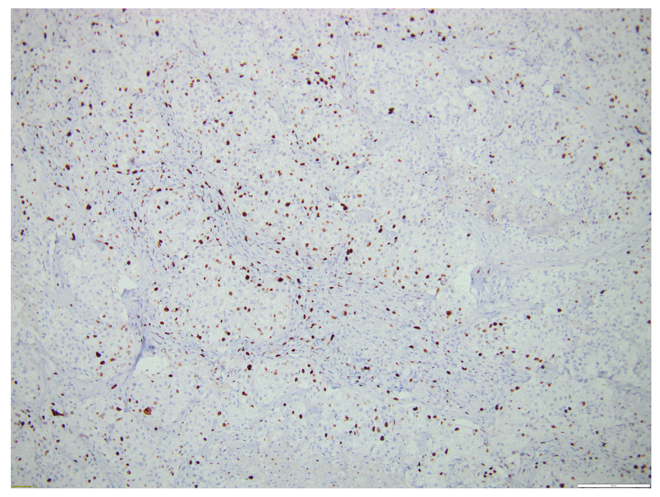 Biomedicines 12 00285 g008 Biomedicines 12 00285 g008