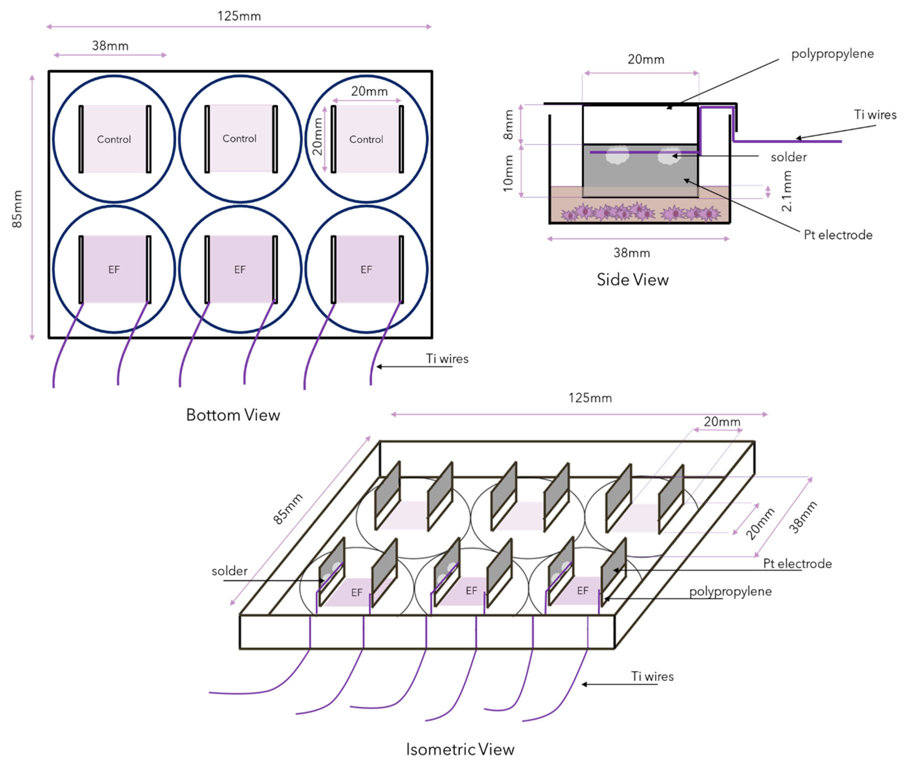 Biomedicines 12 00289 g002