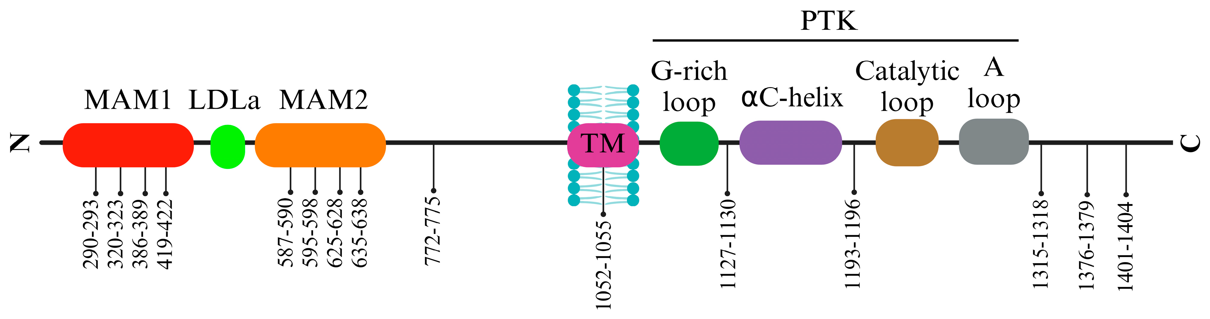 Biomedicines 12 00297 g003