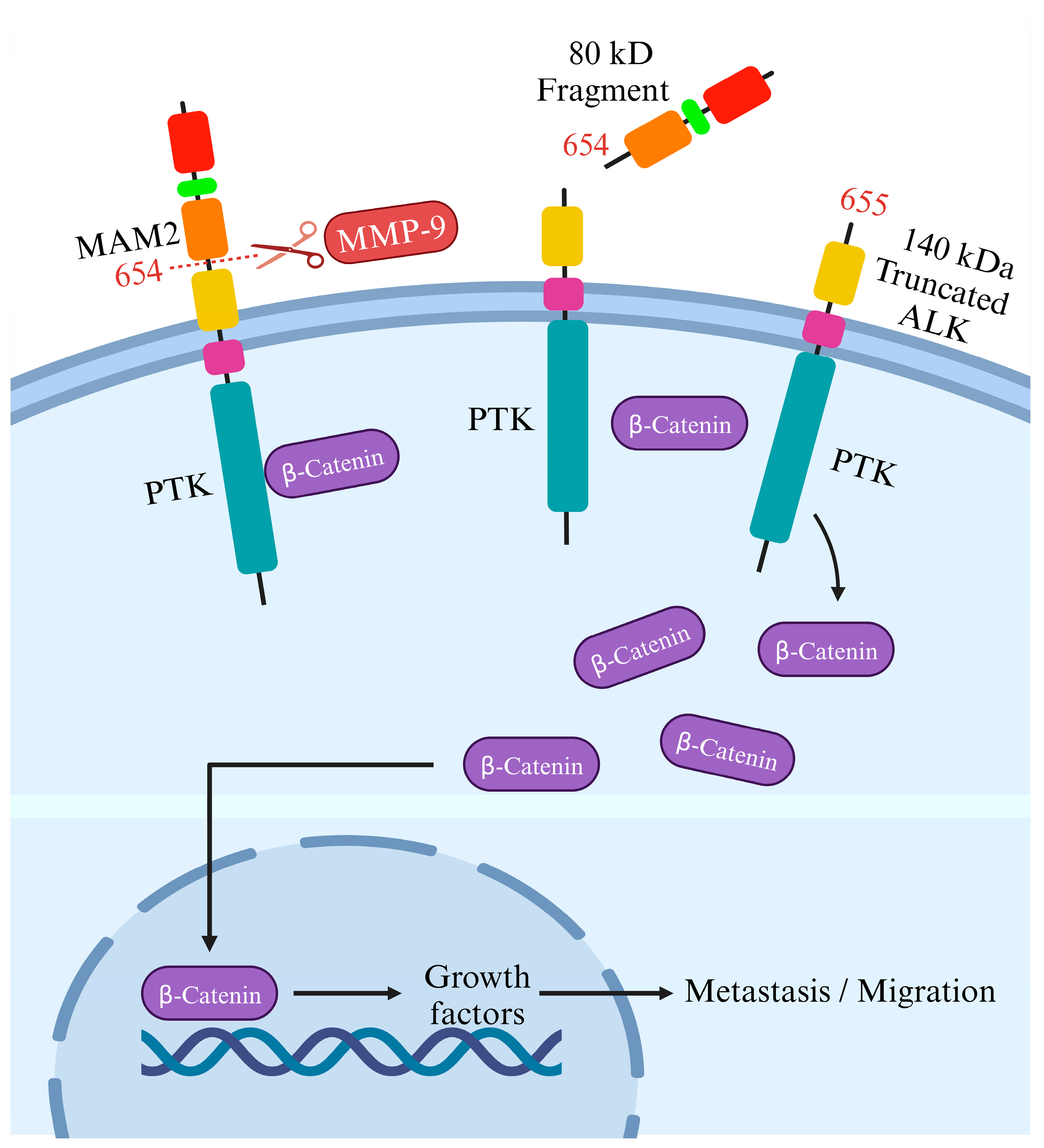 Biomedicines 12 00297 g004