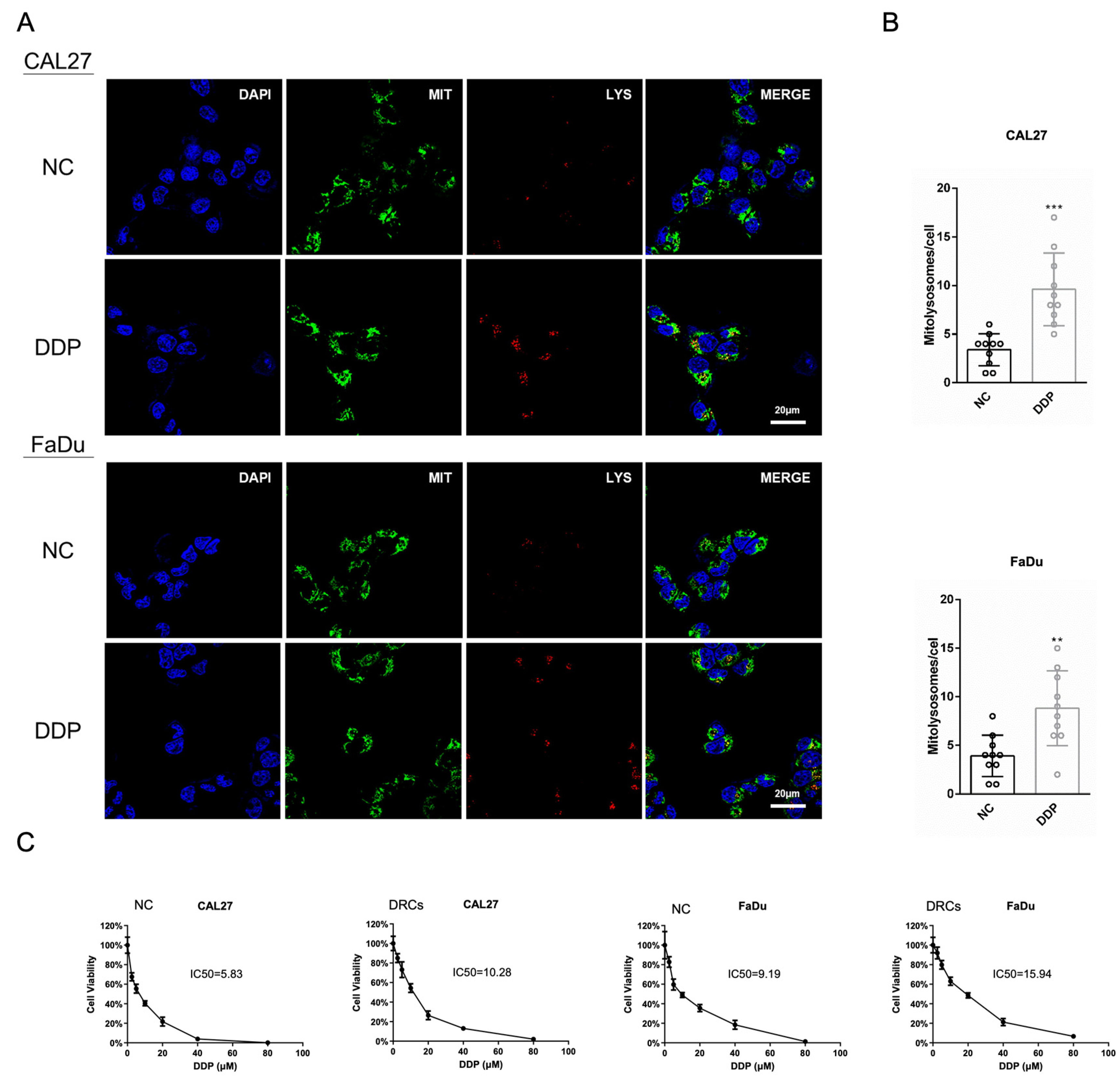 Biomedicines 12 00305 g001