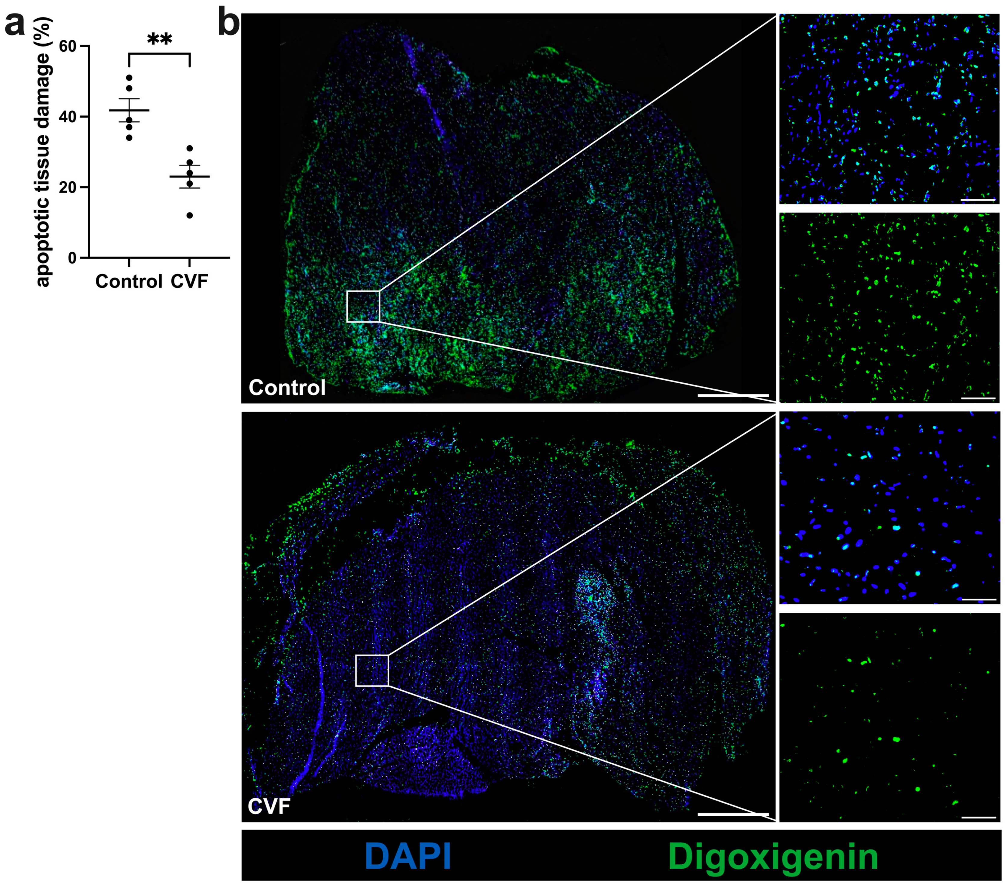 Biomedicines 12 00309 g002