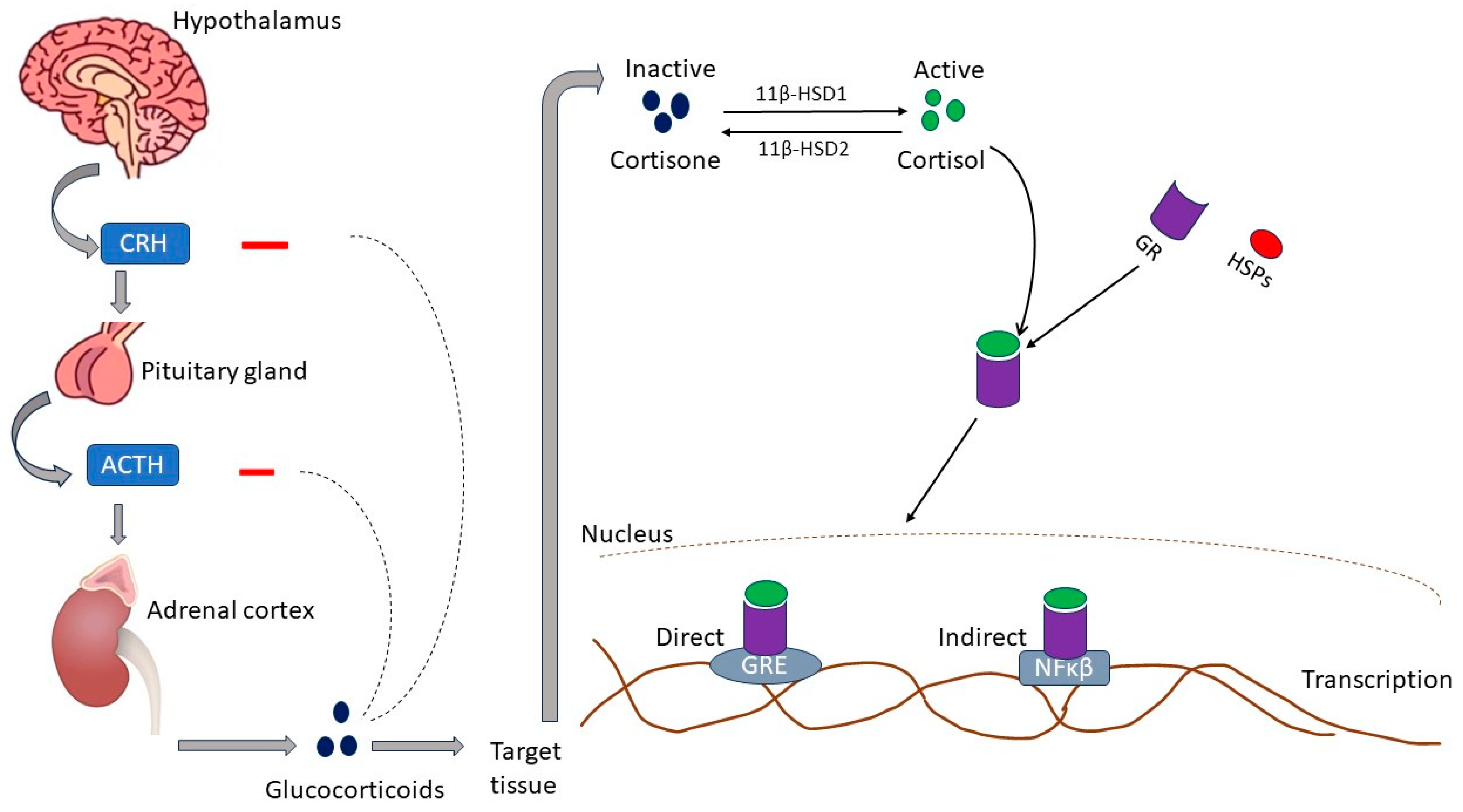 Biomedicines 12 00314 g001