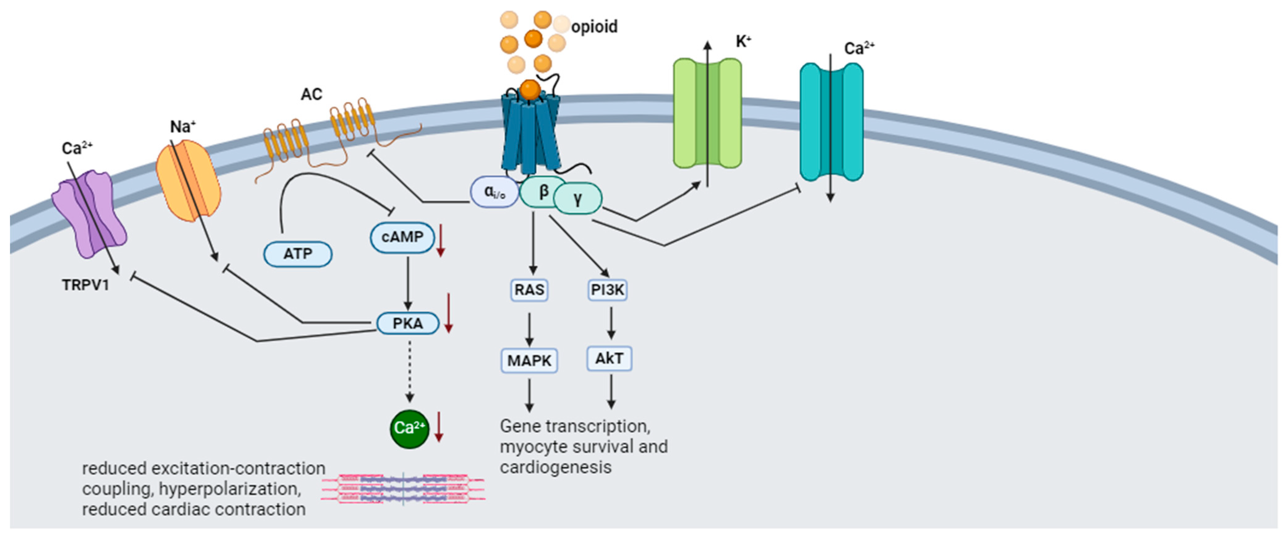 Biomedicines 12 00314 g003
