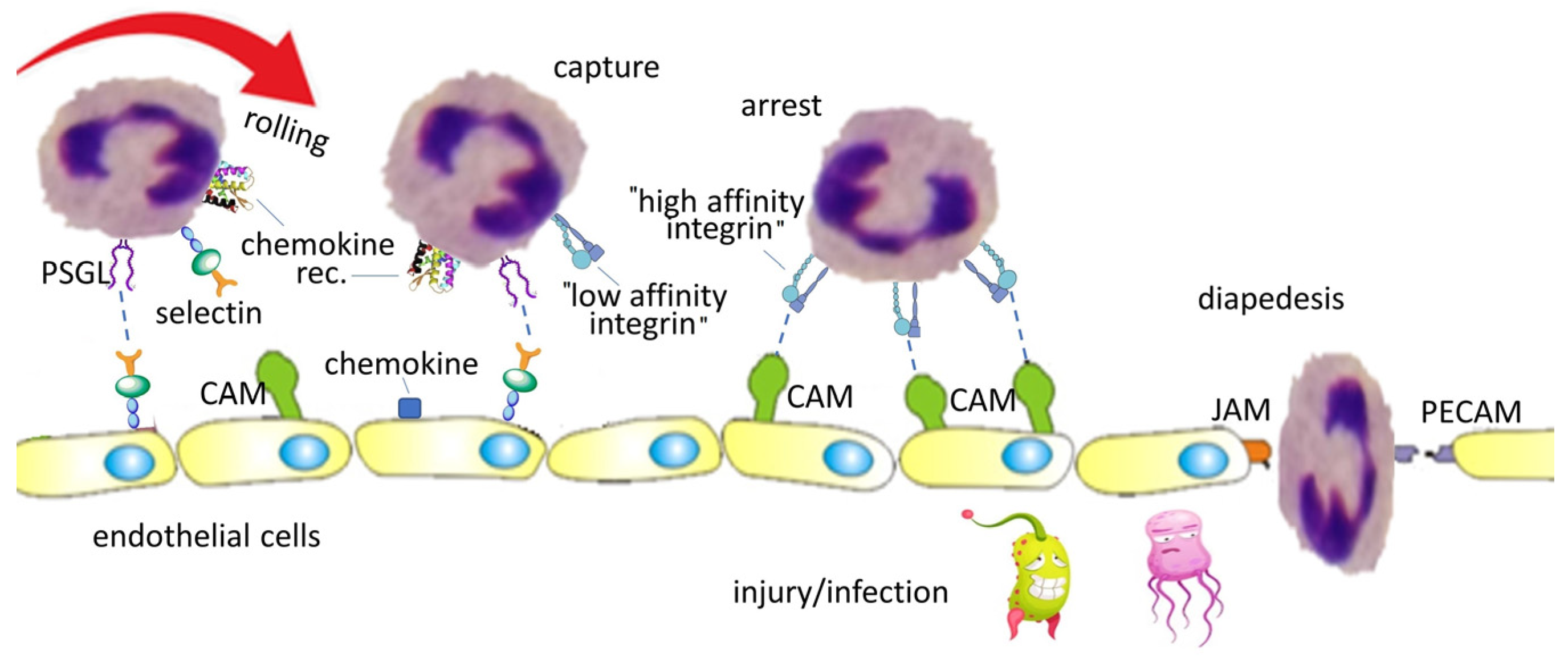 Biomedicines 12 00316 g002