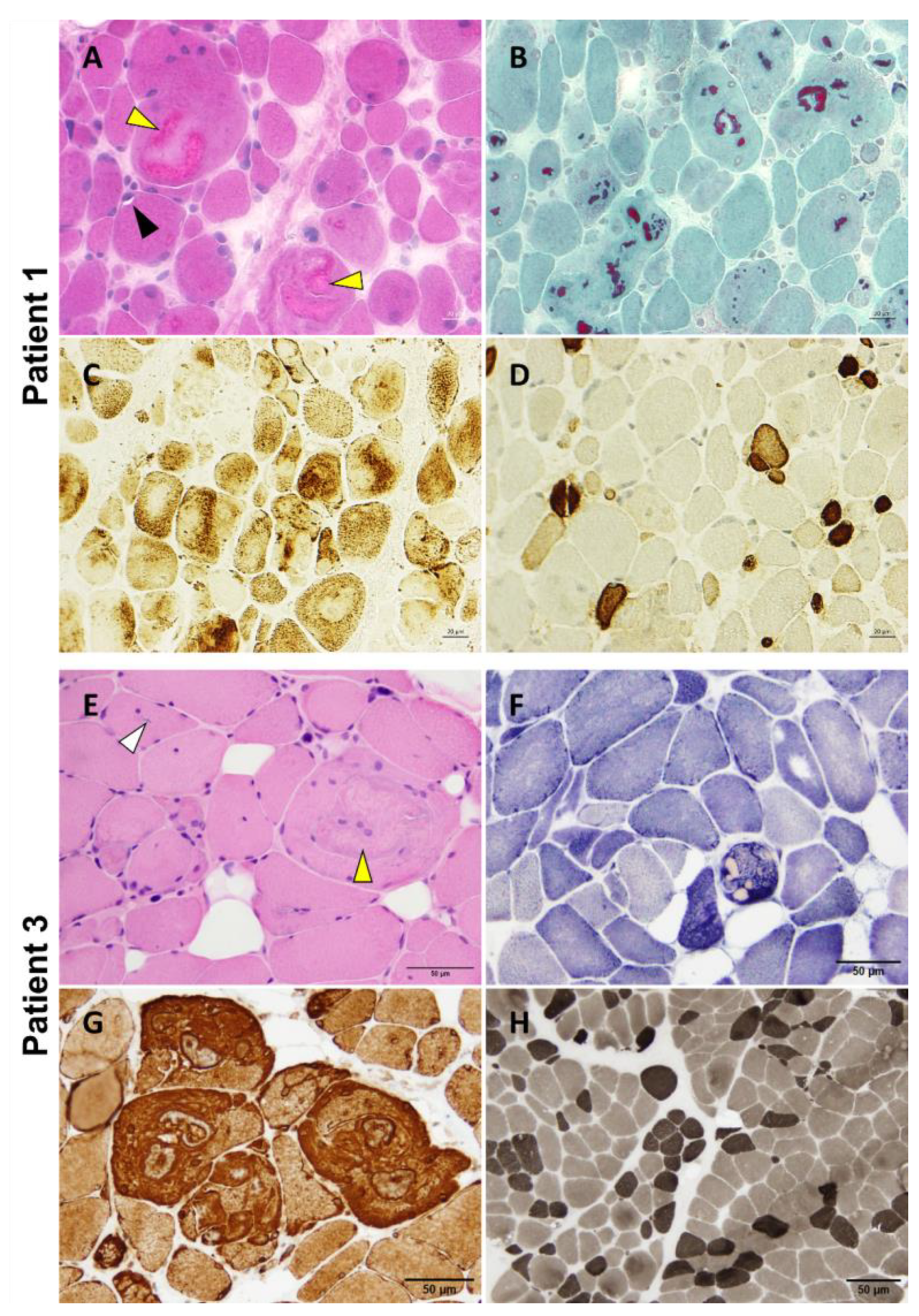 Biomedicines 12 00322 g004