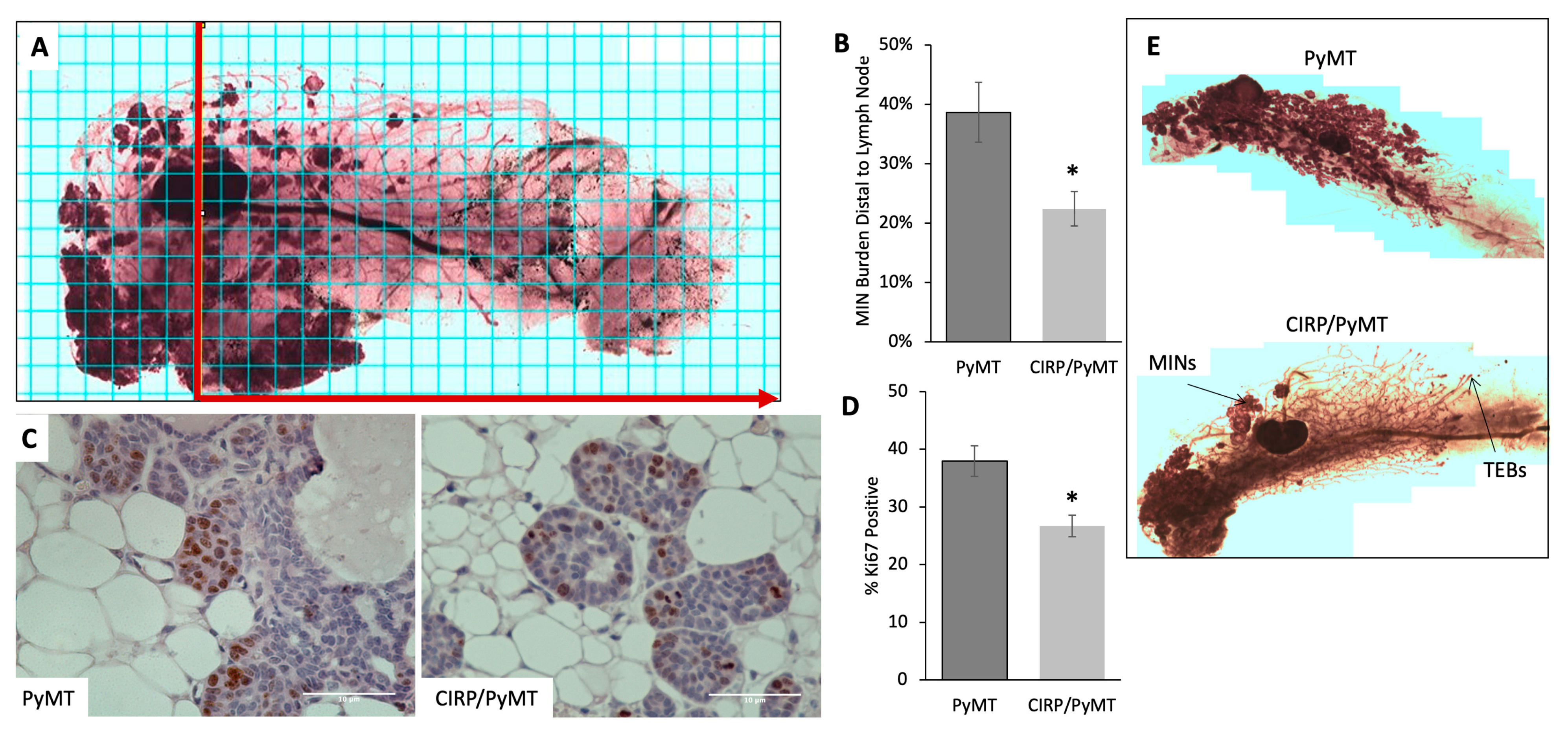 Biomedicines 12 00340 g001