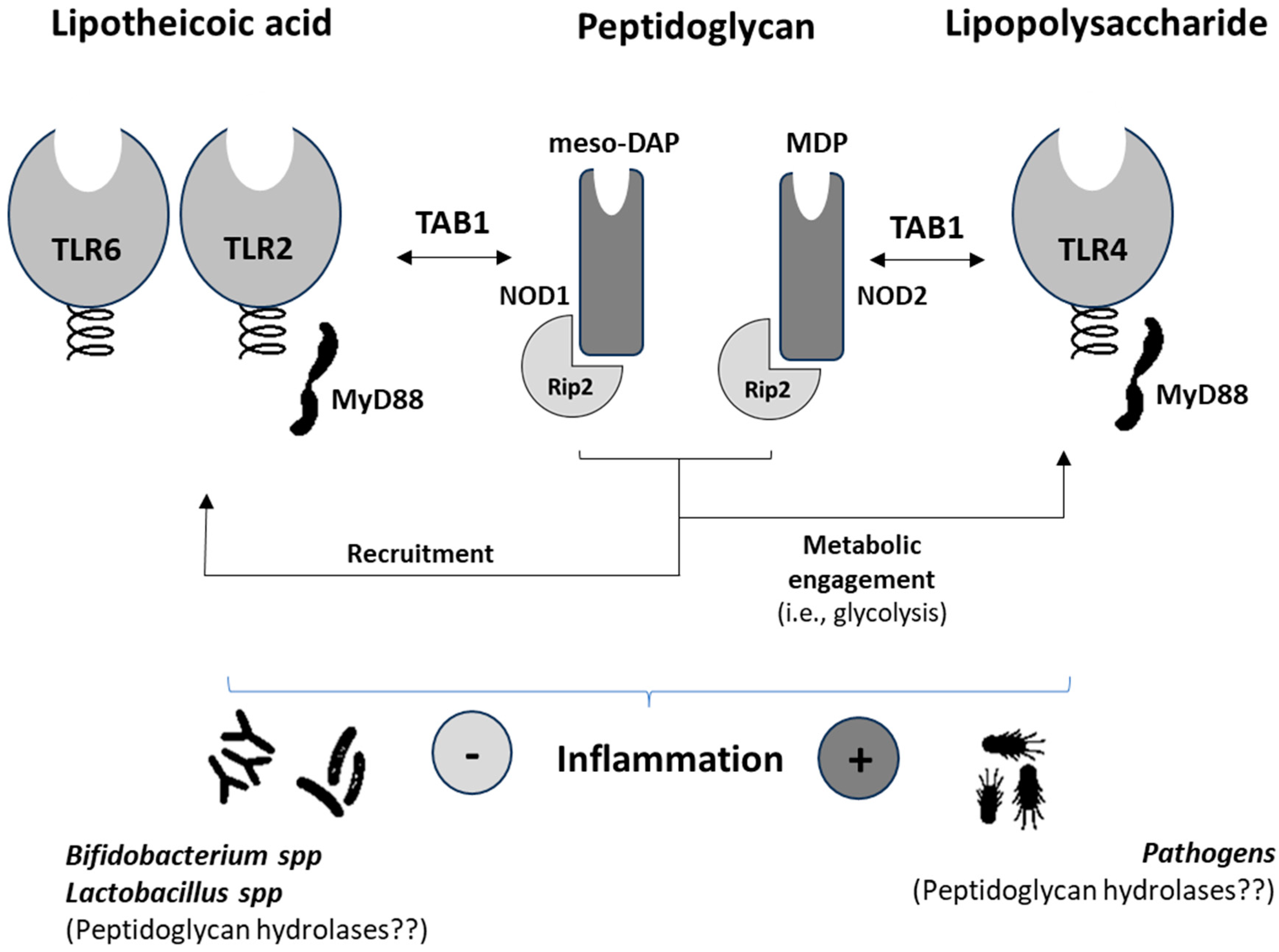 Biomedicines 12 00341 g002