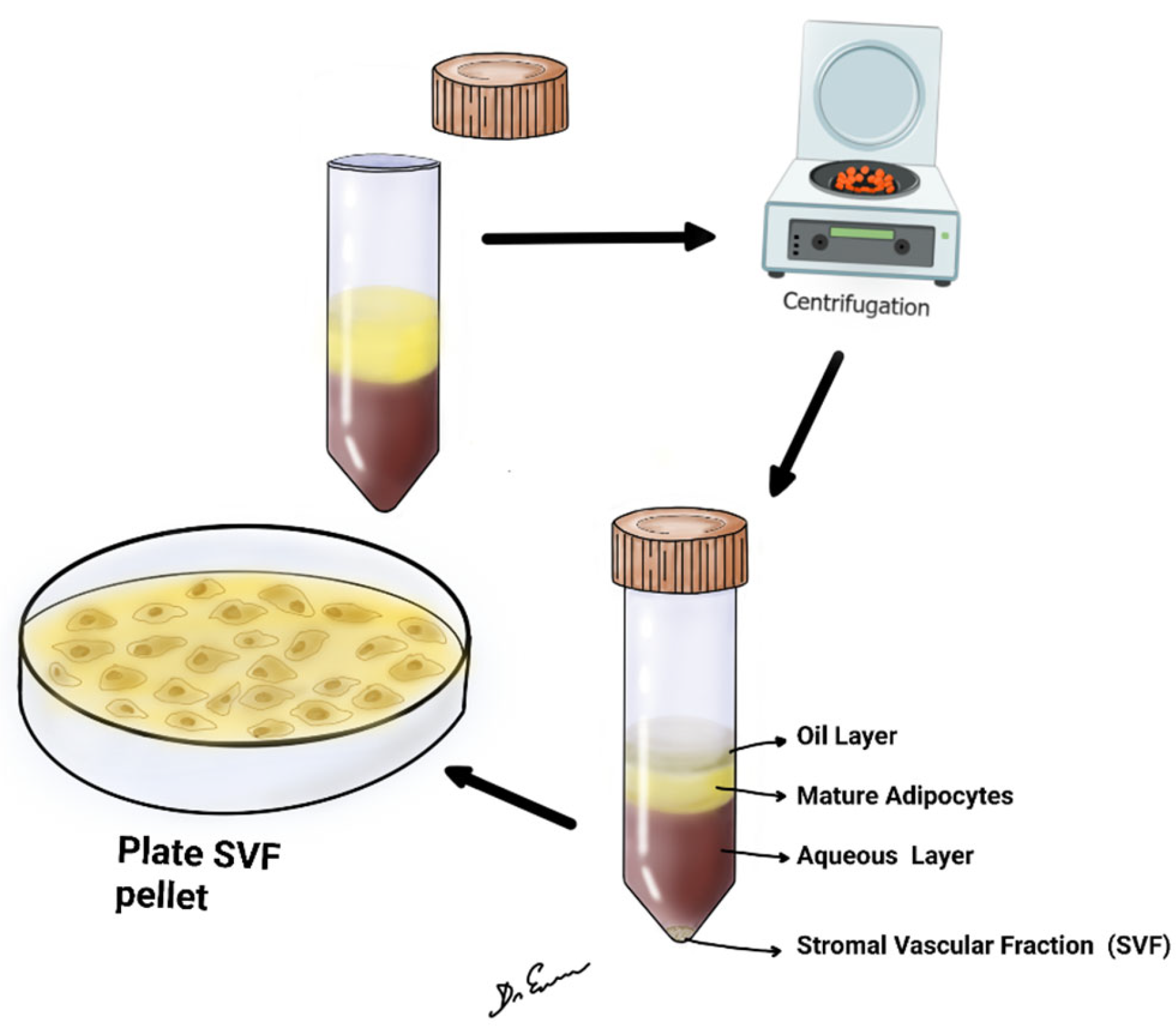 Biomedicines 12 00342 g001