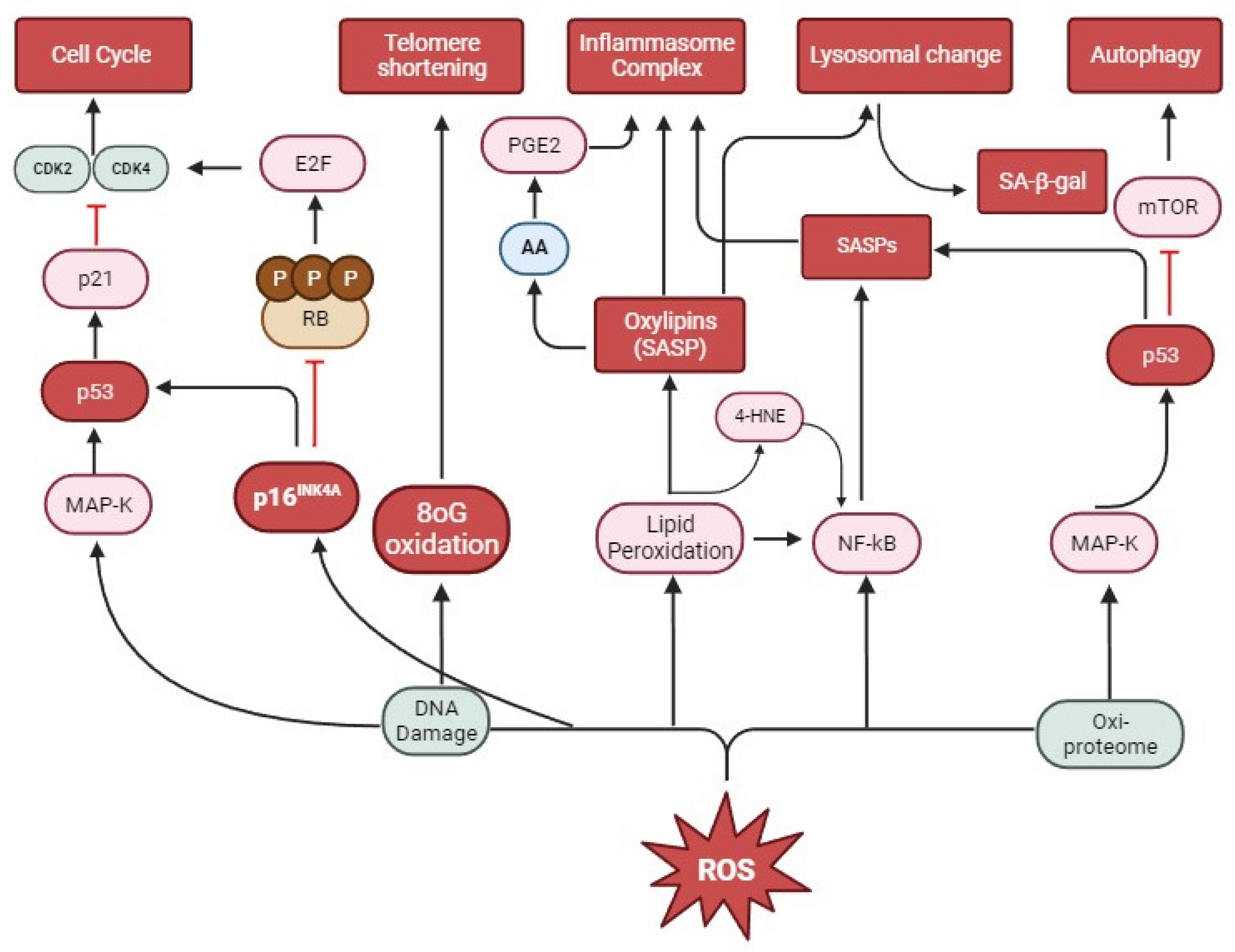 Biomedicines 12 00348 g001