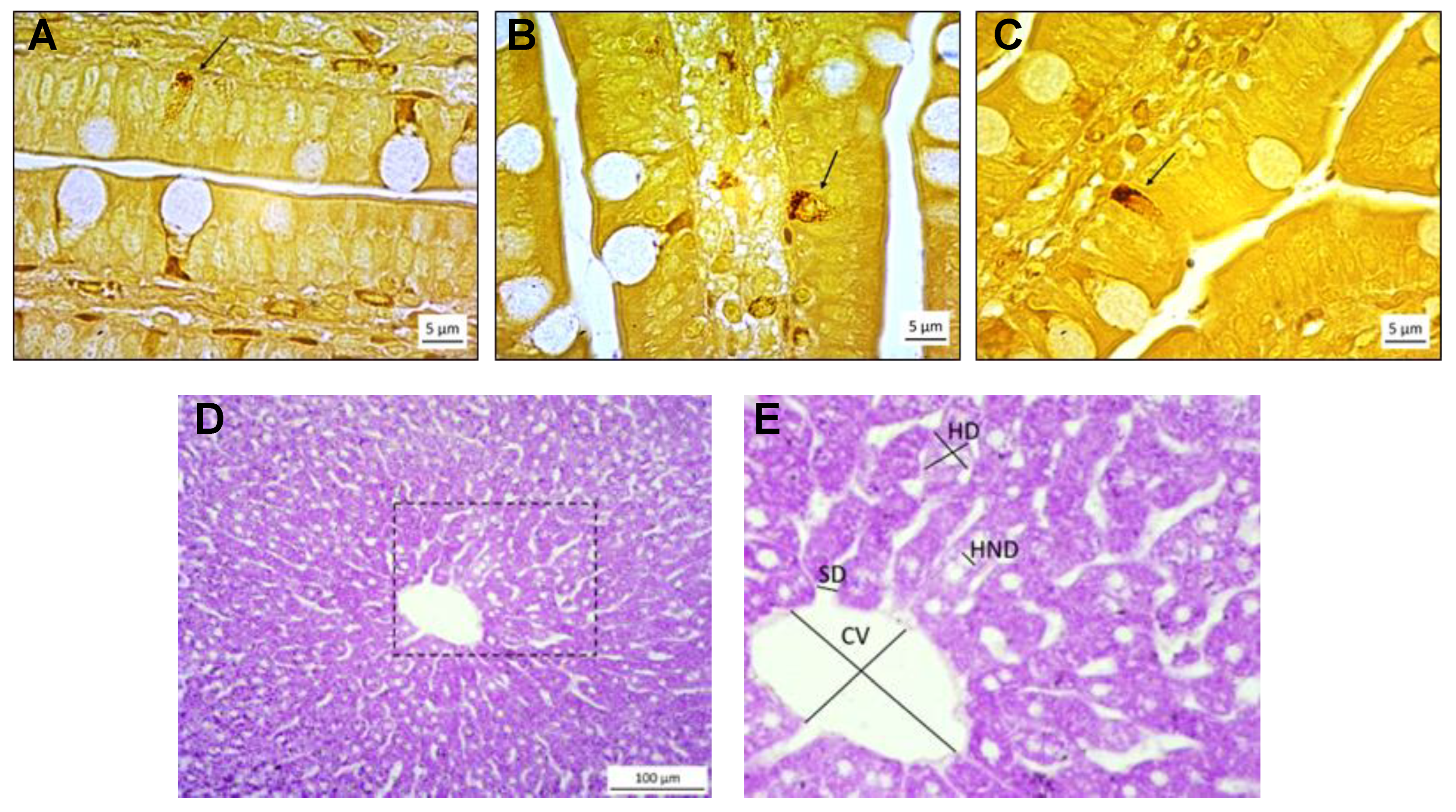 Biomedicines 12 00357 g001