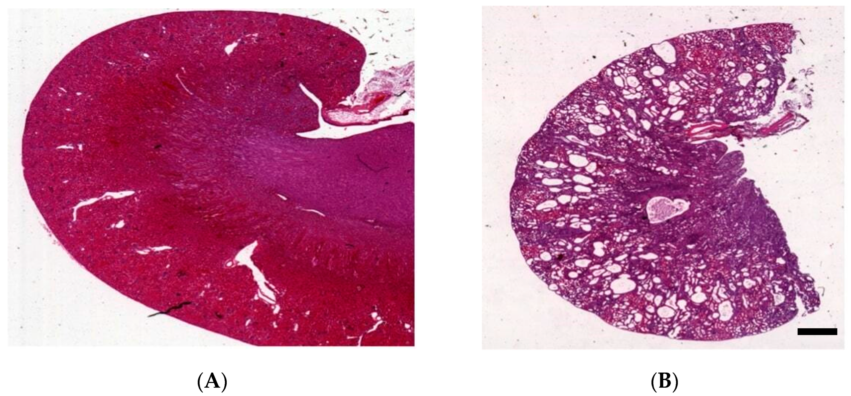 Biomedicines 12 00362 g001