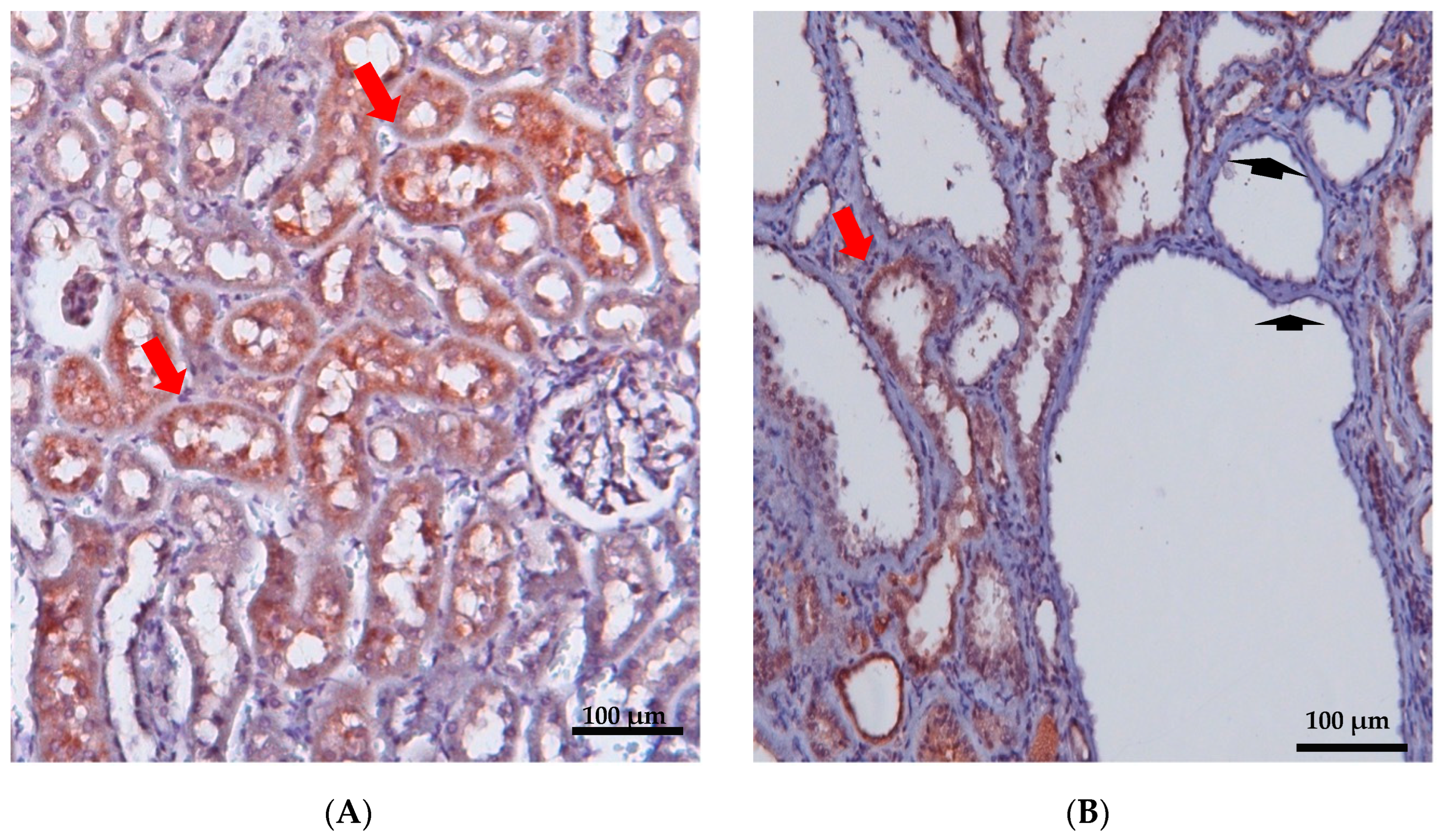 Biomedicines 12 00362 g002