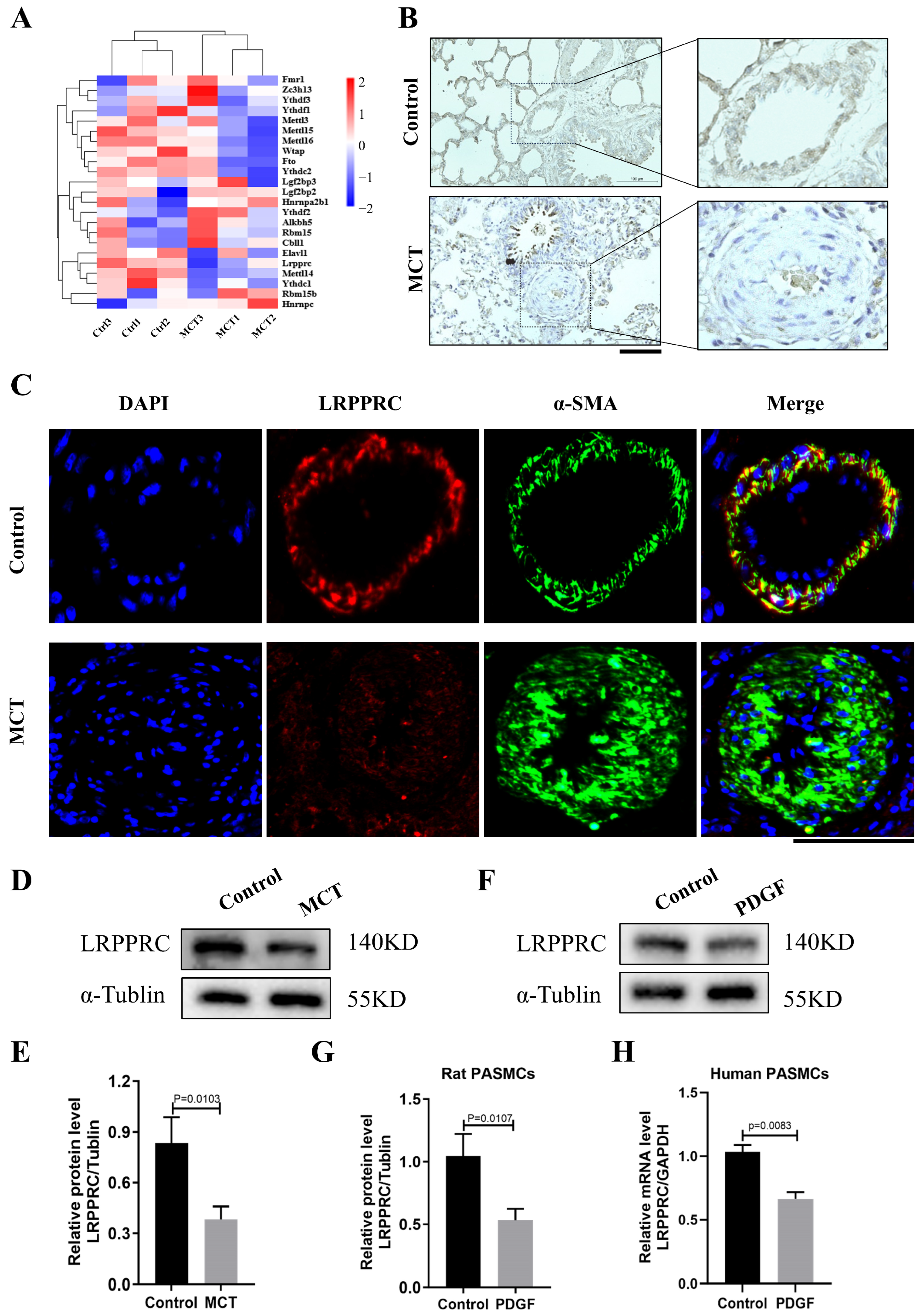 Biomedicines 12 00364 g005