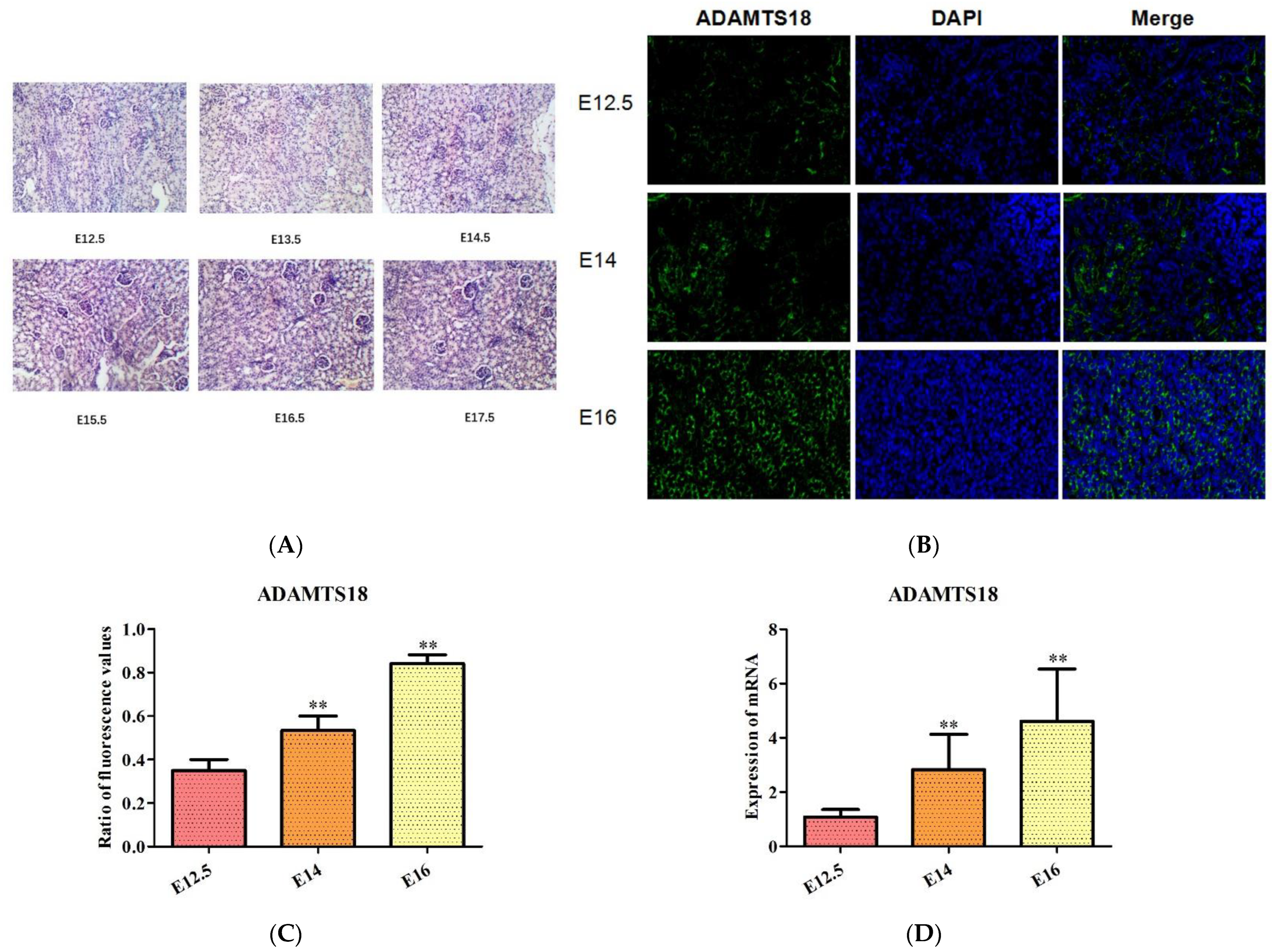 Biomedicines 12 00396 g001