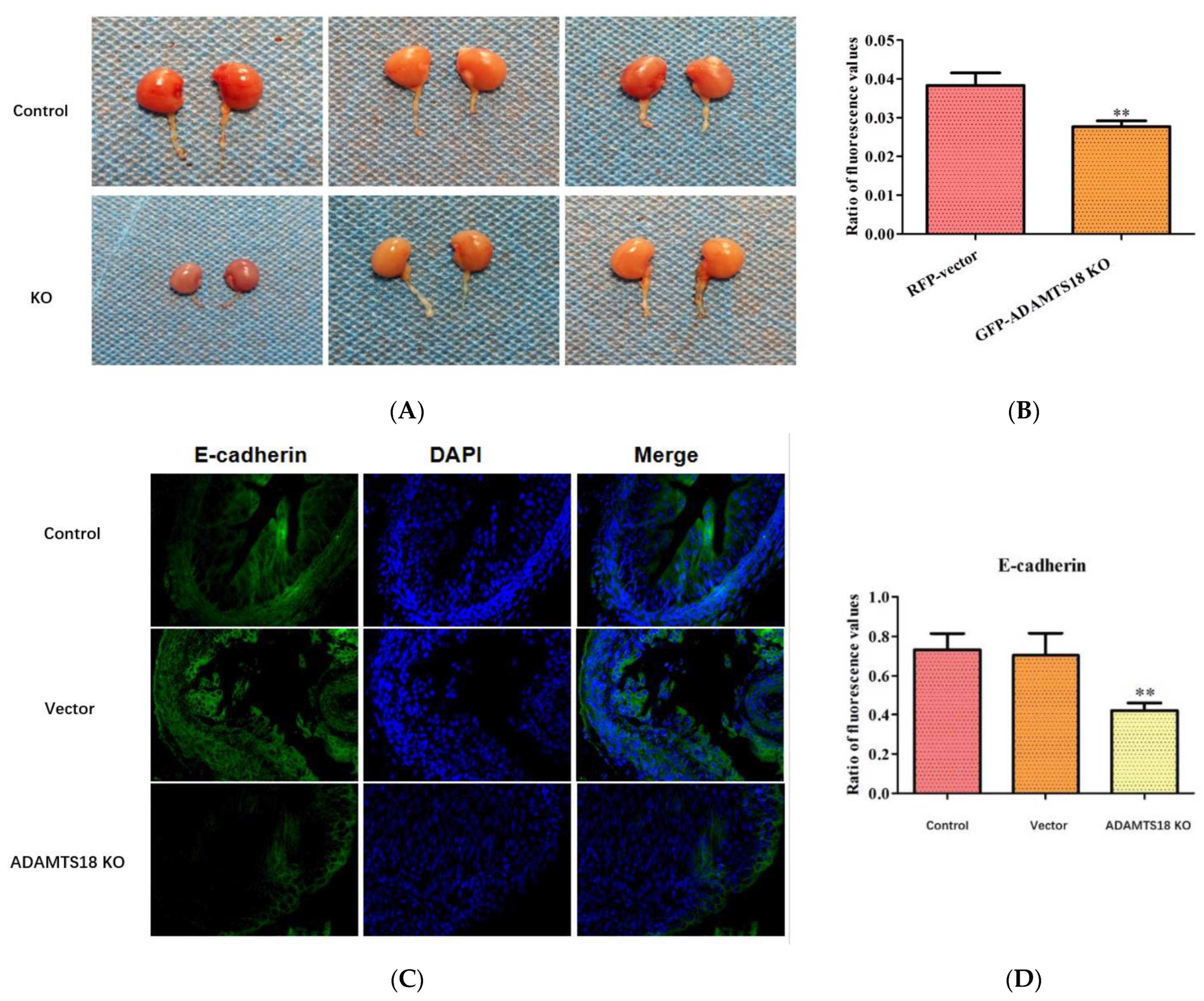 Biomedicines 12 00396 g002