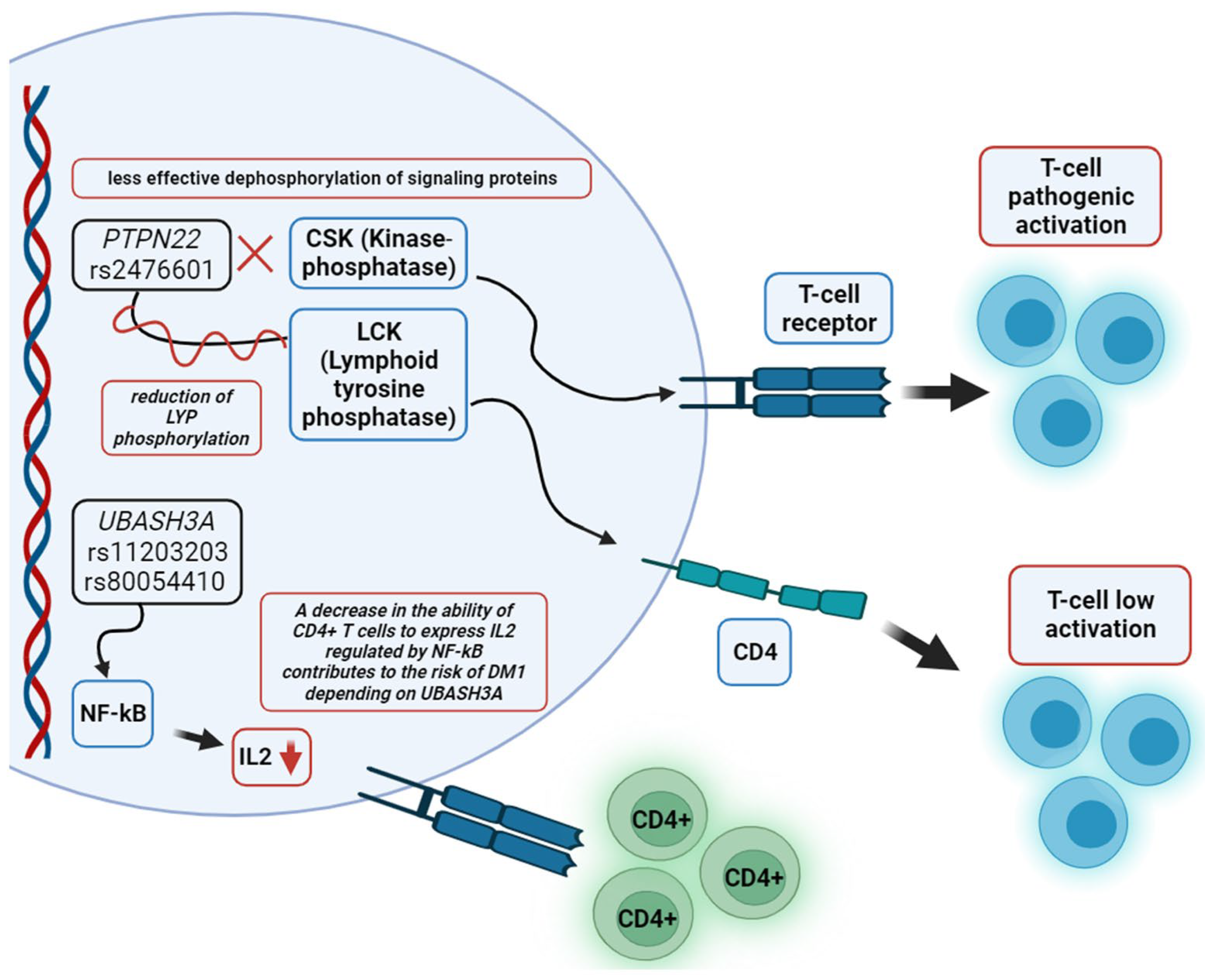Biomedicines 12 00399 g003