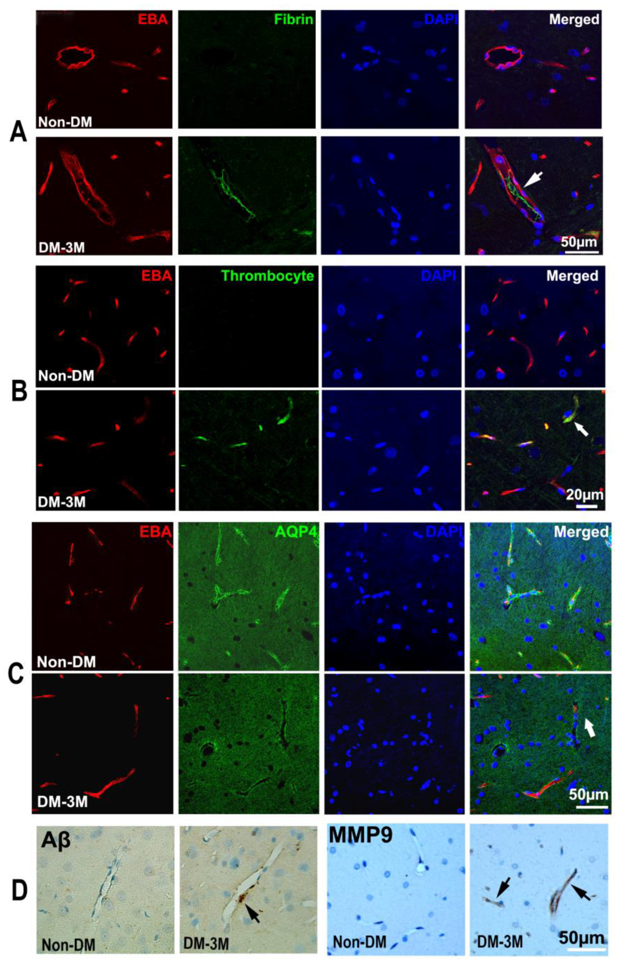 Biomedicines 12 00401 g003