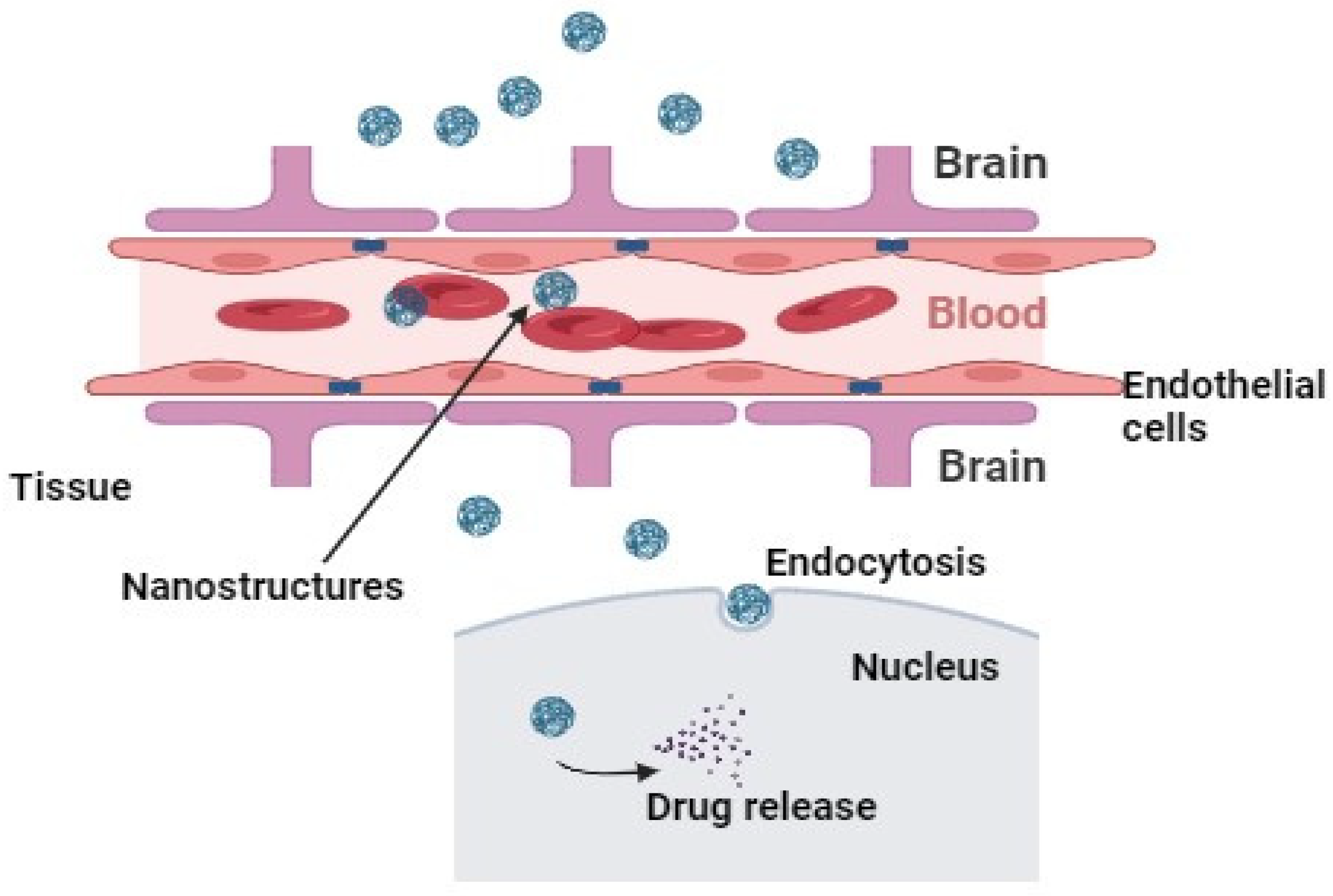 Biomedicines 12 00403 g003