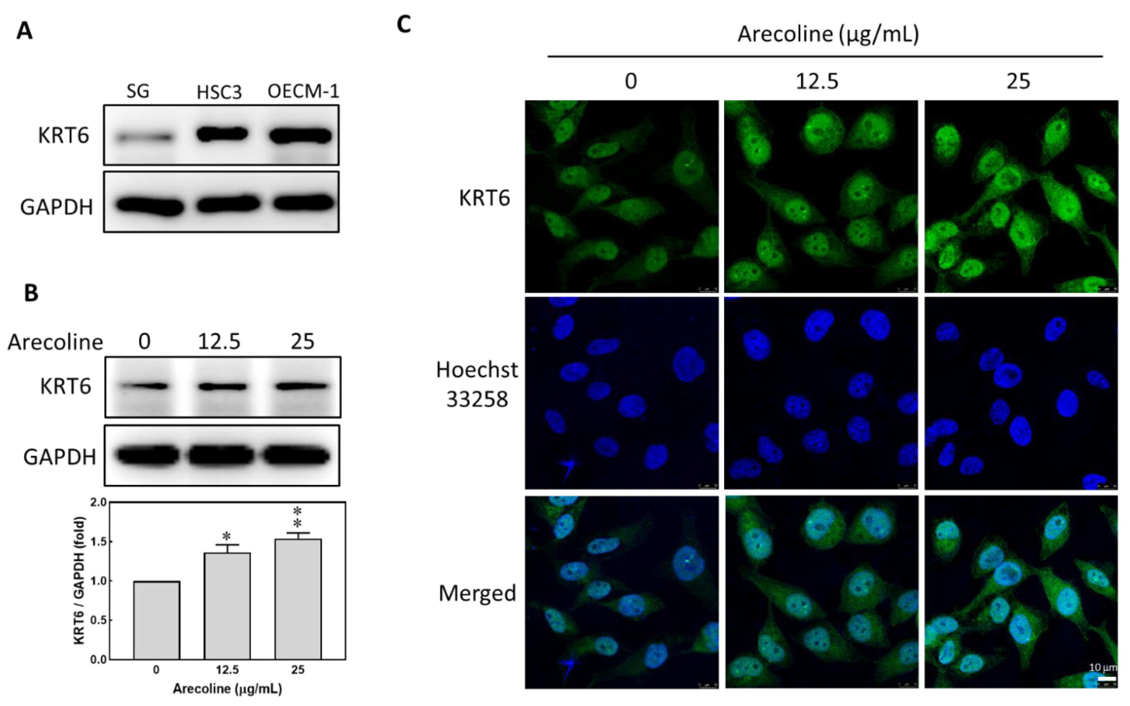 Biomedicines 12 00412 g002 Biomedicines 12 00412 g002