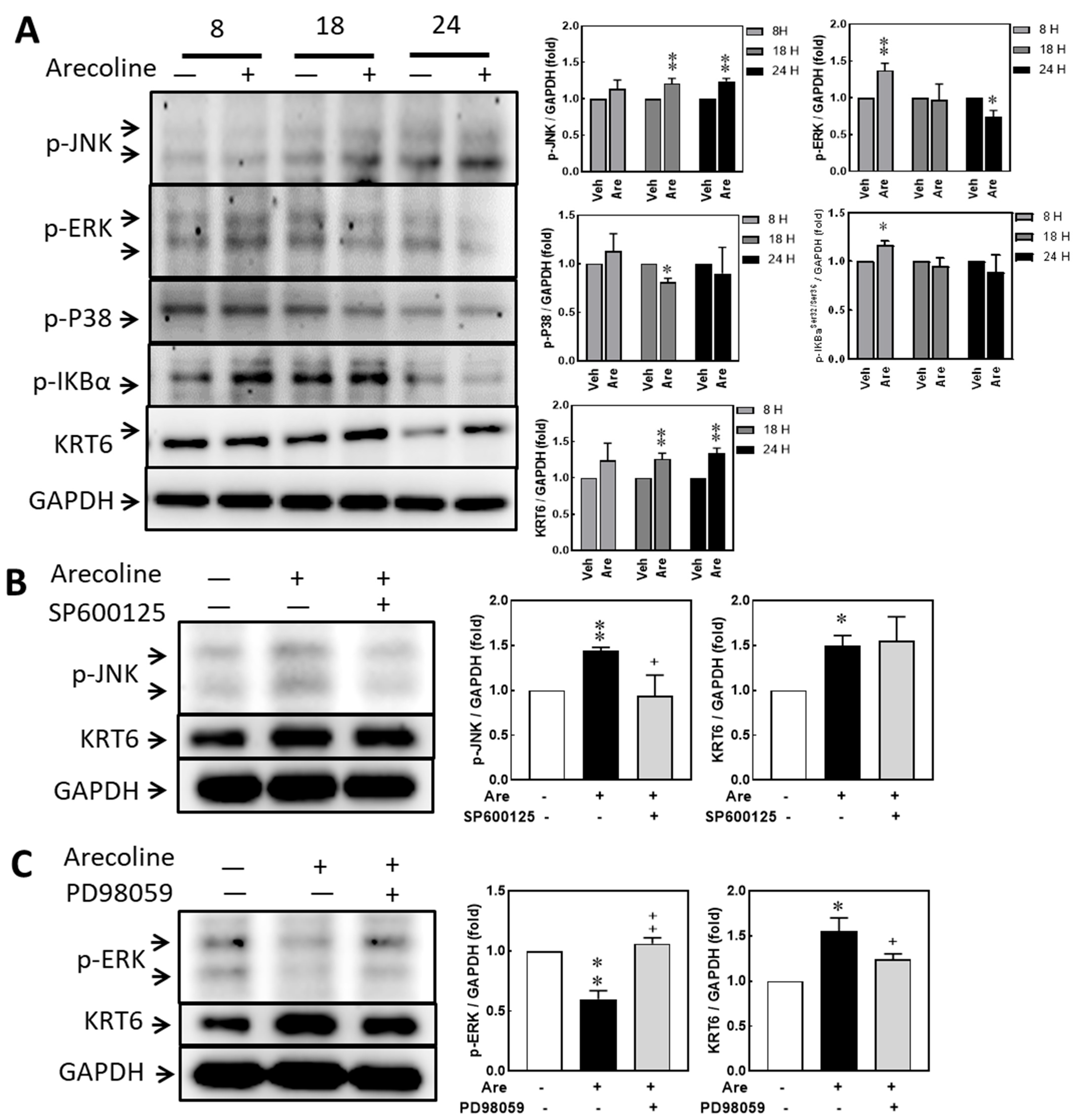 Biomedicines 12 00412 g004 Biomedicines 12 00412 g004