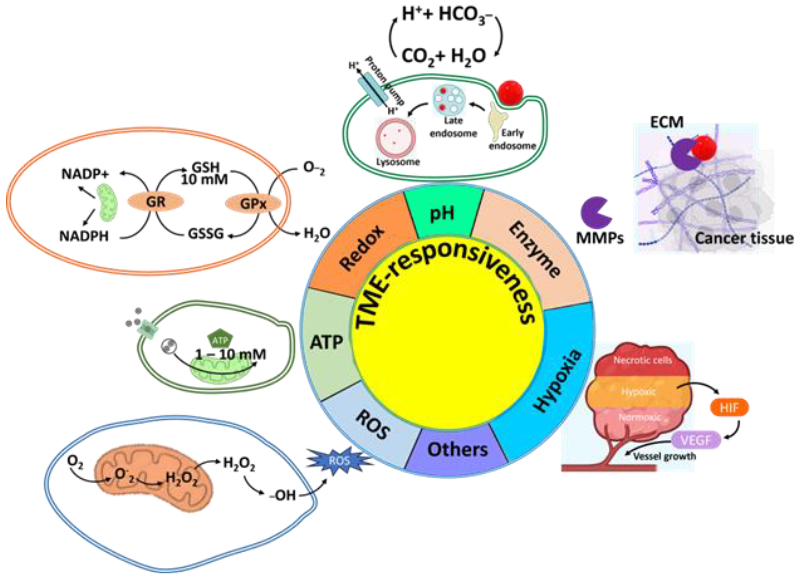 Biomedicines 12 00417 g001