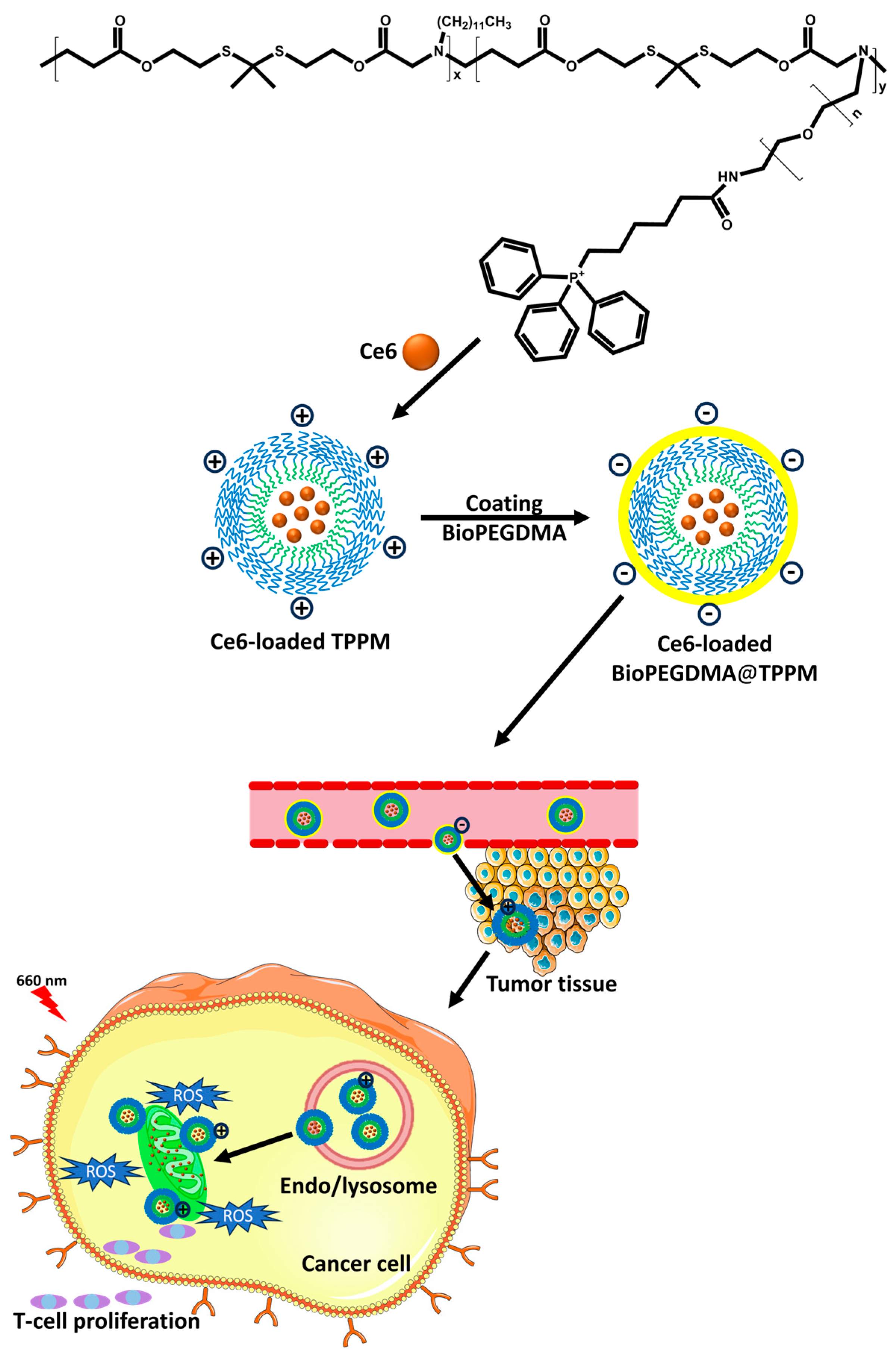 Biomedicines 12 00417 g004